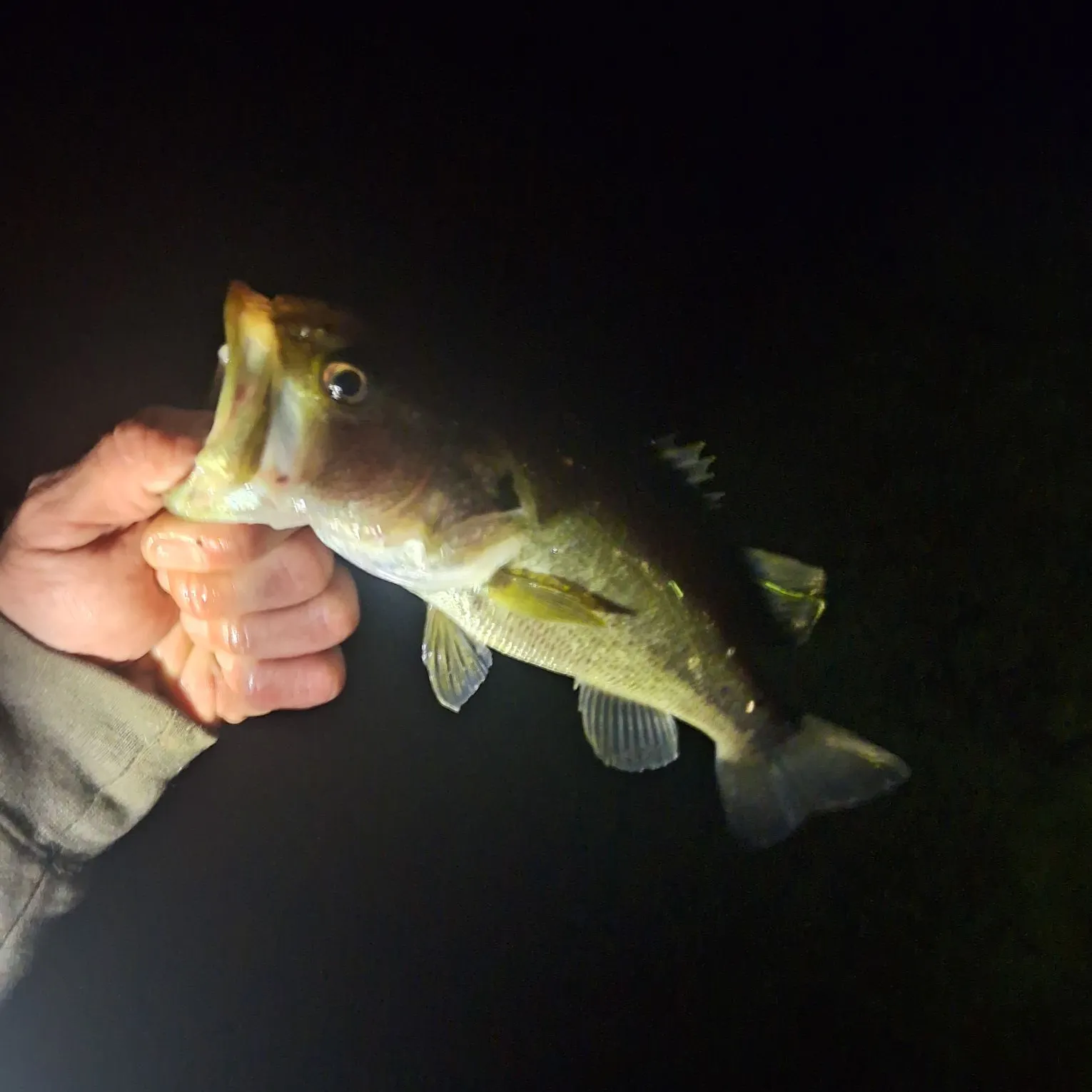Largemouth bass caught on Fishbrain