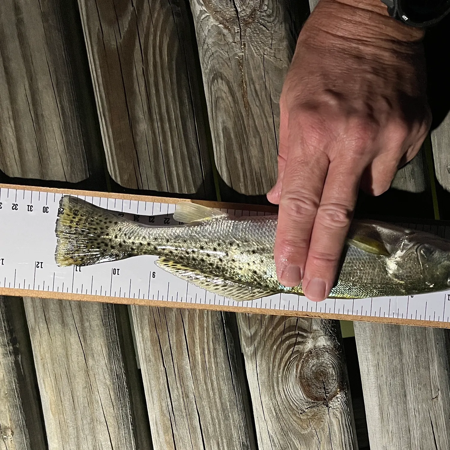 Spotted seatrout caught on Fishbrain