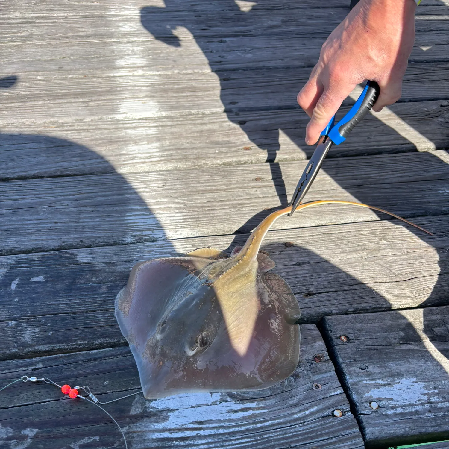 The most recent Atlantic stingray catches on Fishbrain