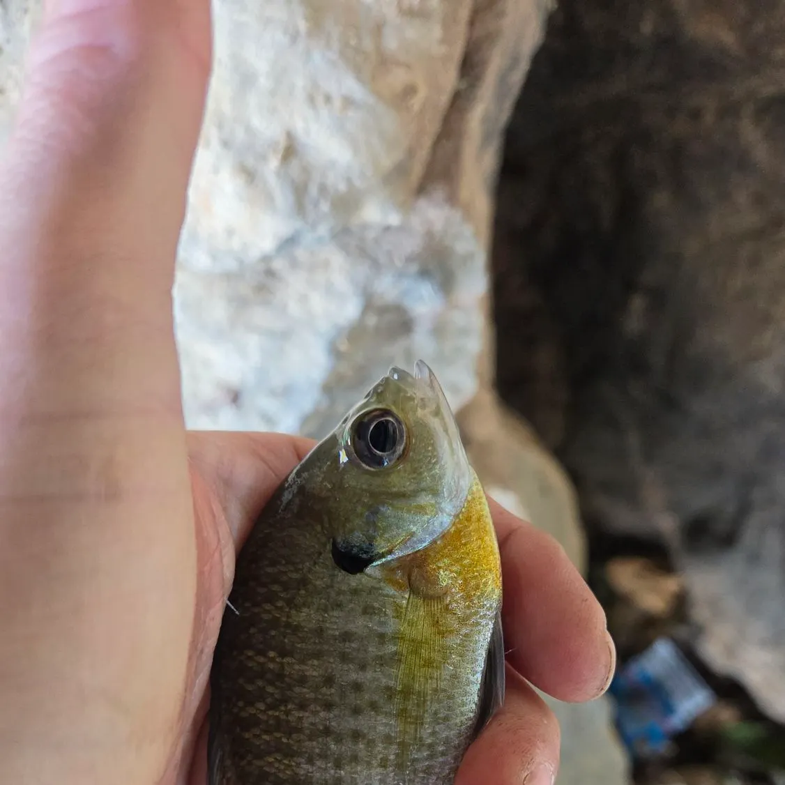Bluegill caught on Fishbrain