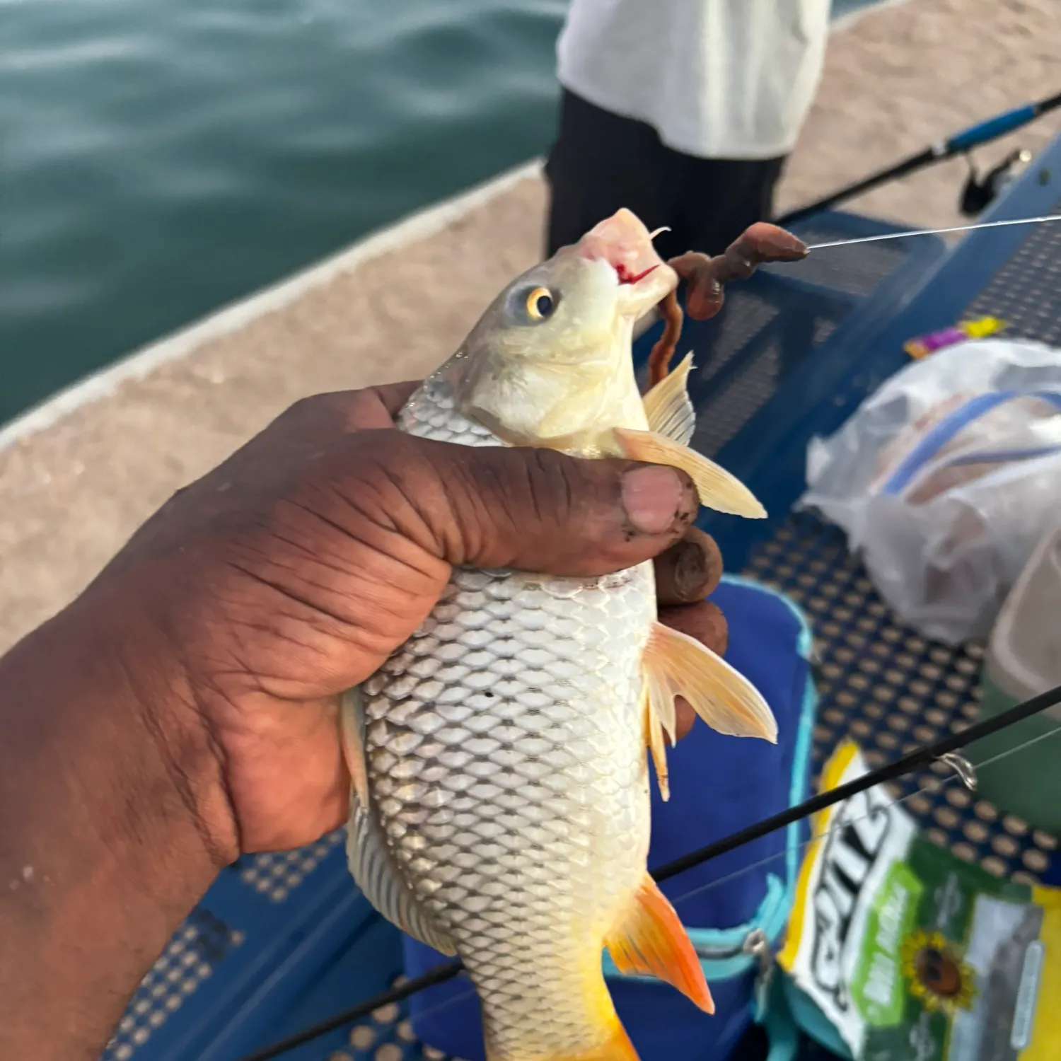 Common carp caught on Fishbrain