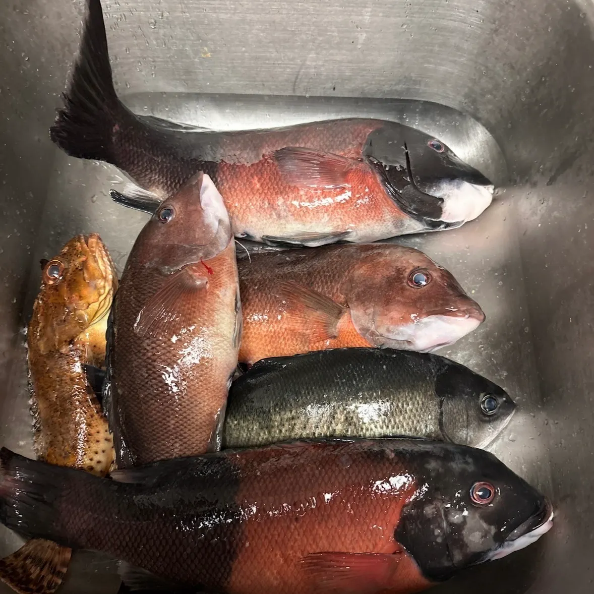 Halfmoon caught on Fishbrain