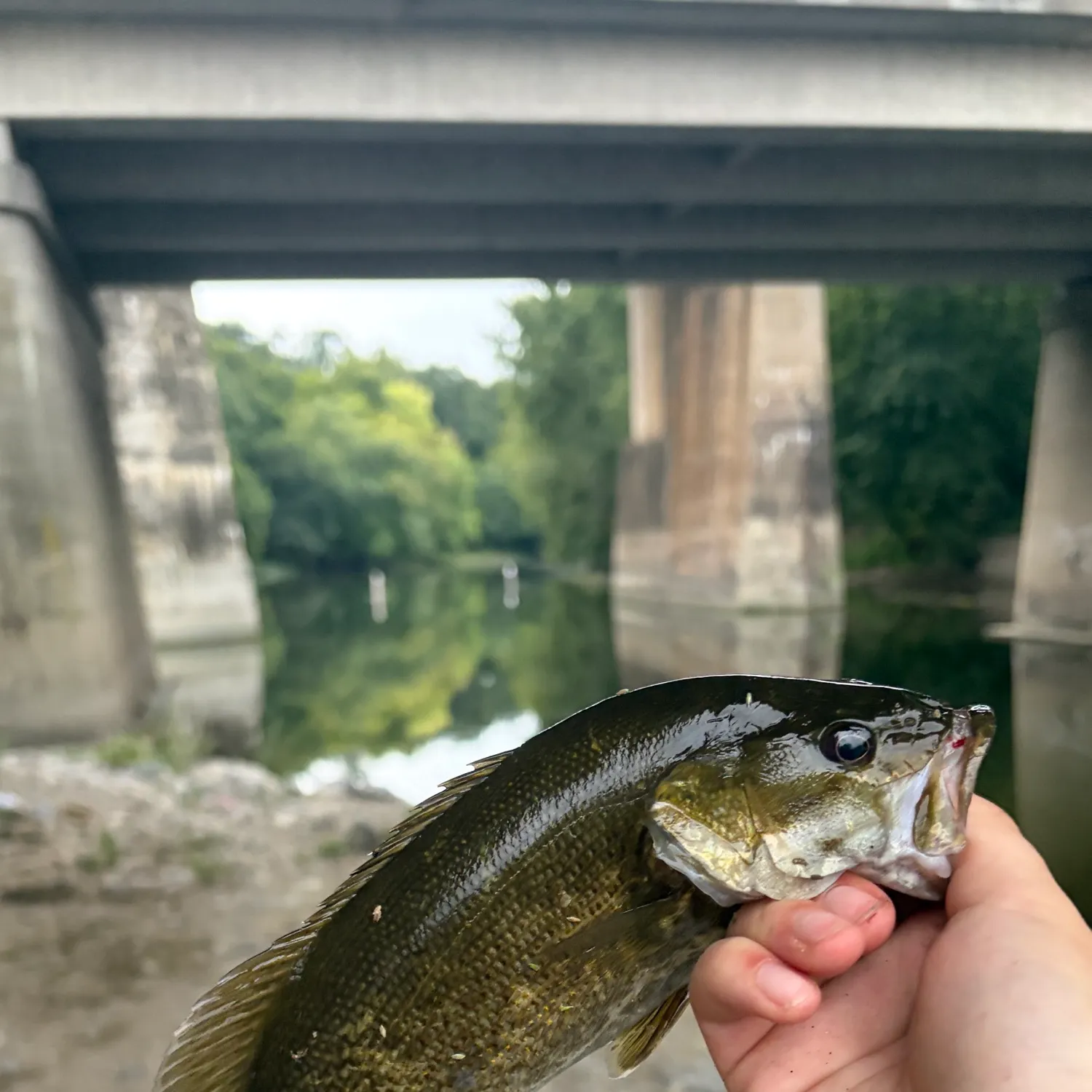 Smallmouth bass caught on Fishbrain