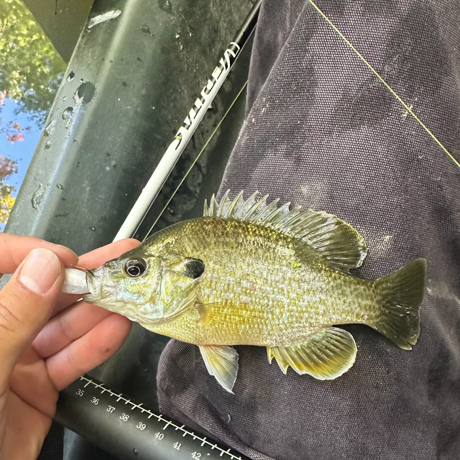 Greengill hybrid caught on Fishbrain