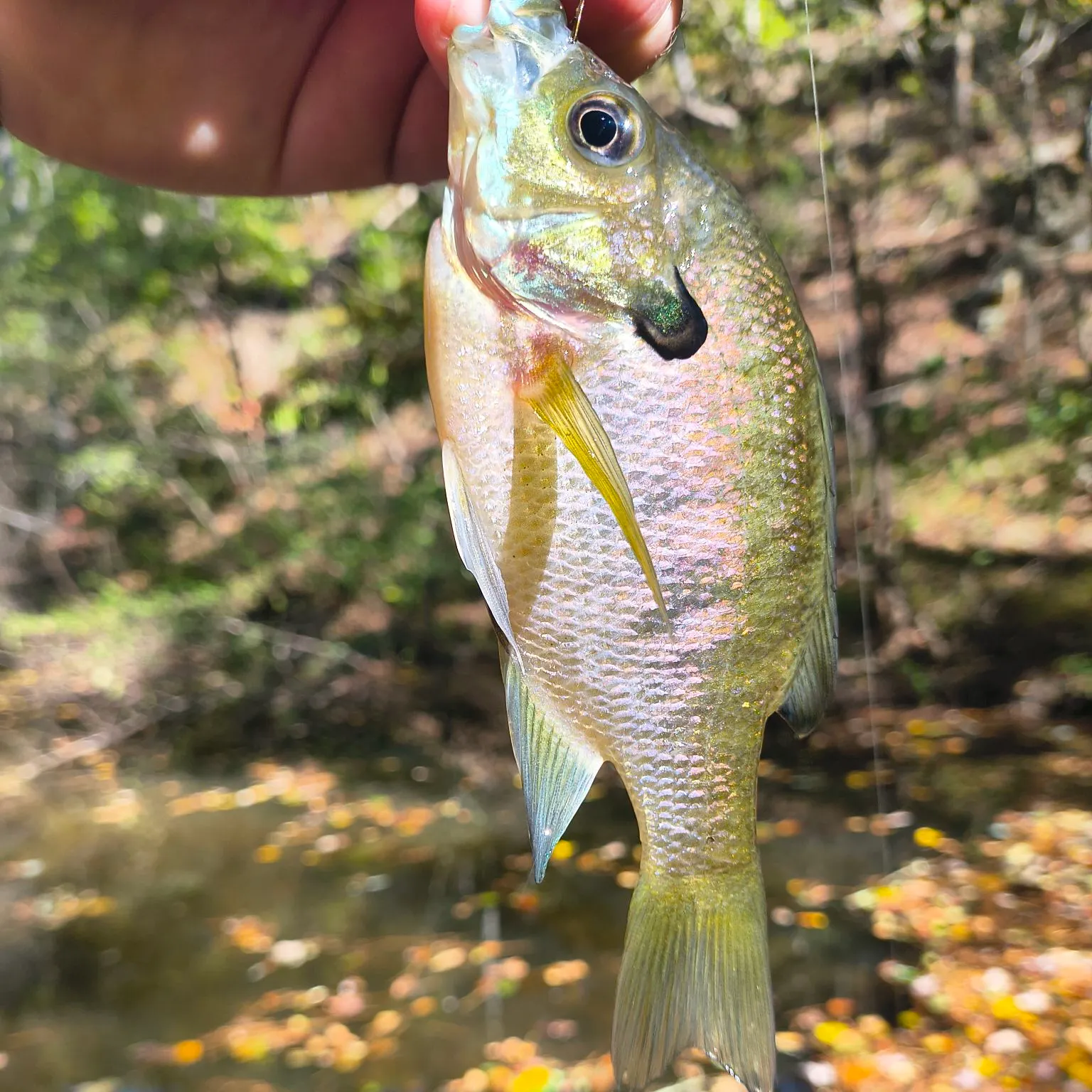 Redbreast sunfish caught on Fishbrain