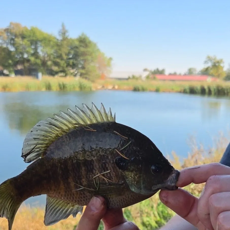 Bluegill caught on Fishbrain
