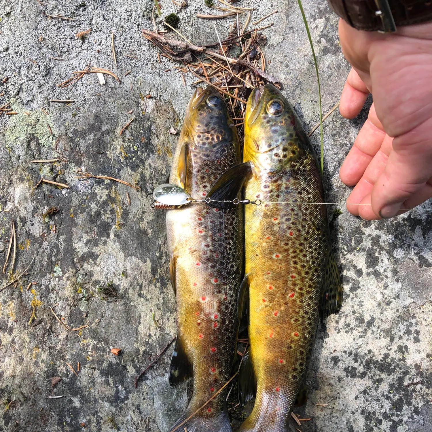 recently logged catches
