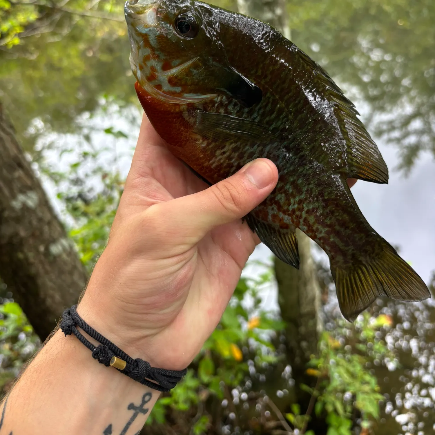 Redbreast sunfish caught on Fishbrain