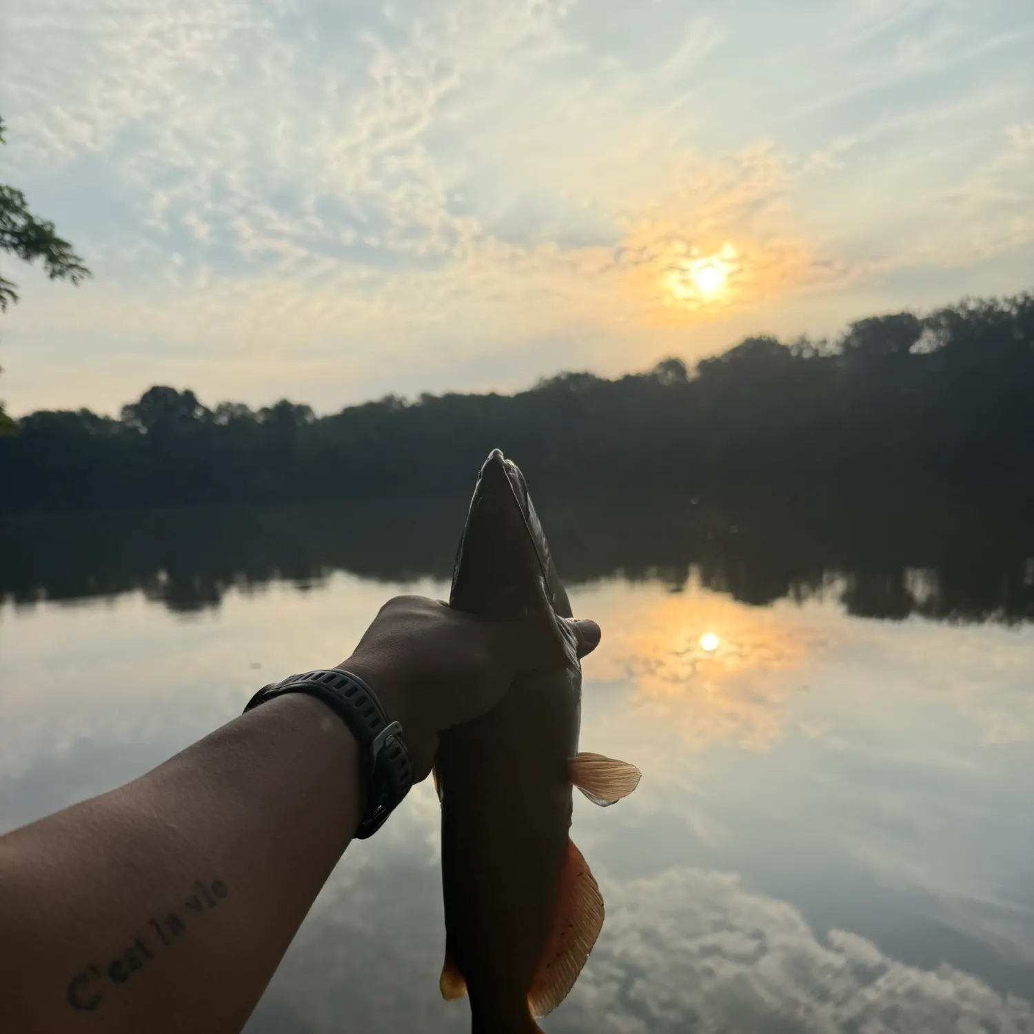 Channel catfish caught on Fishbrain