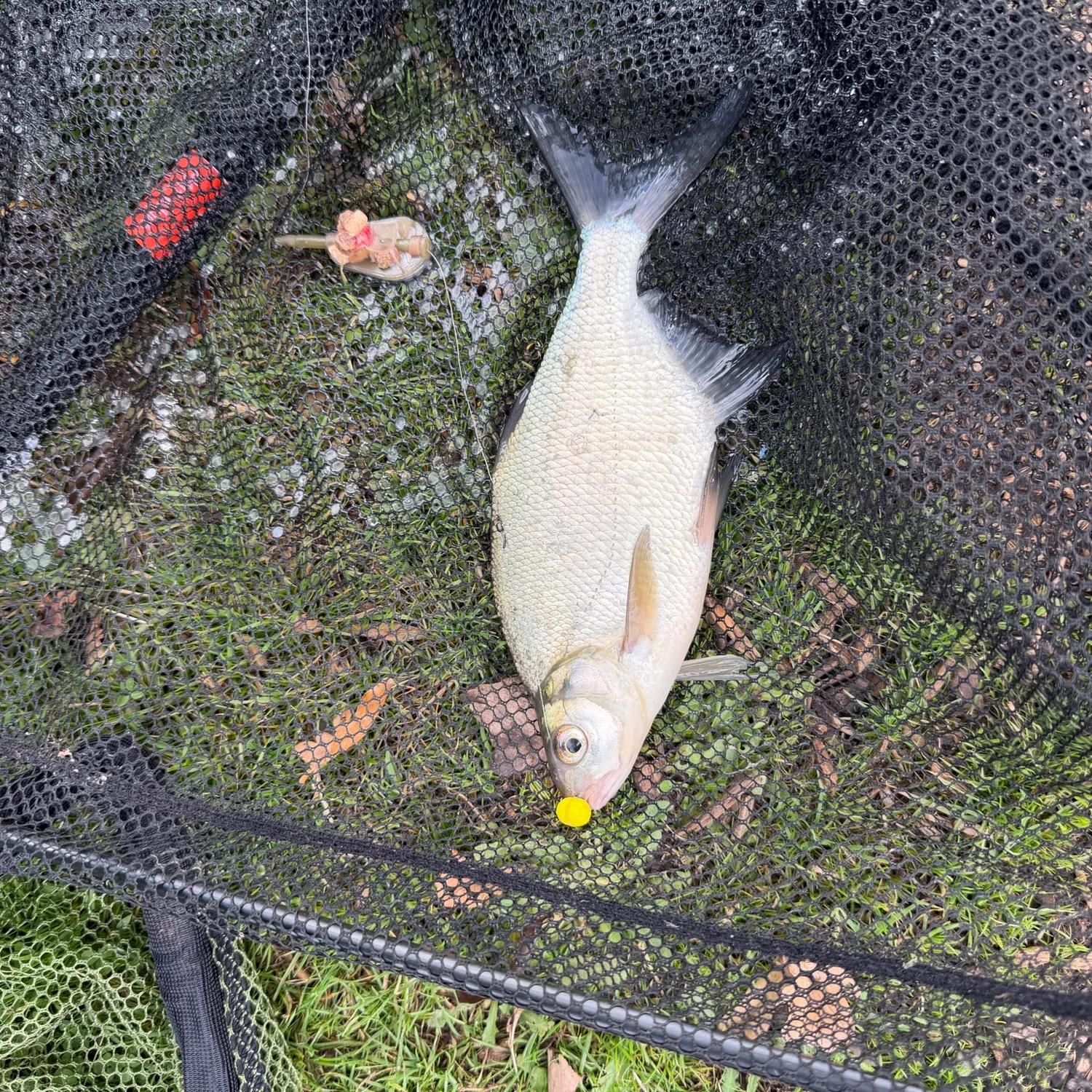 Common bream caught on Fishbrain