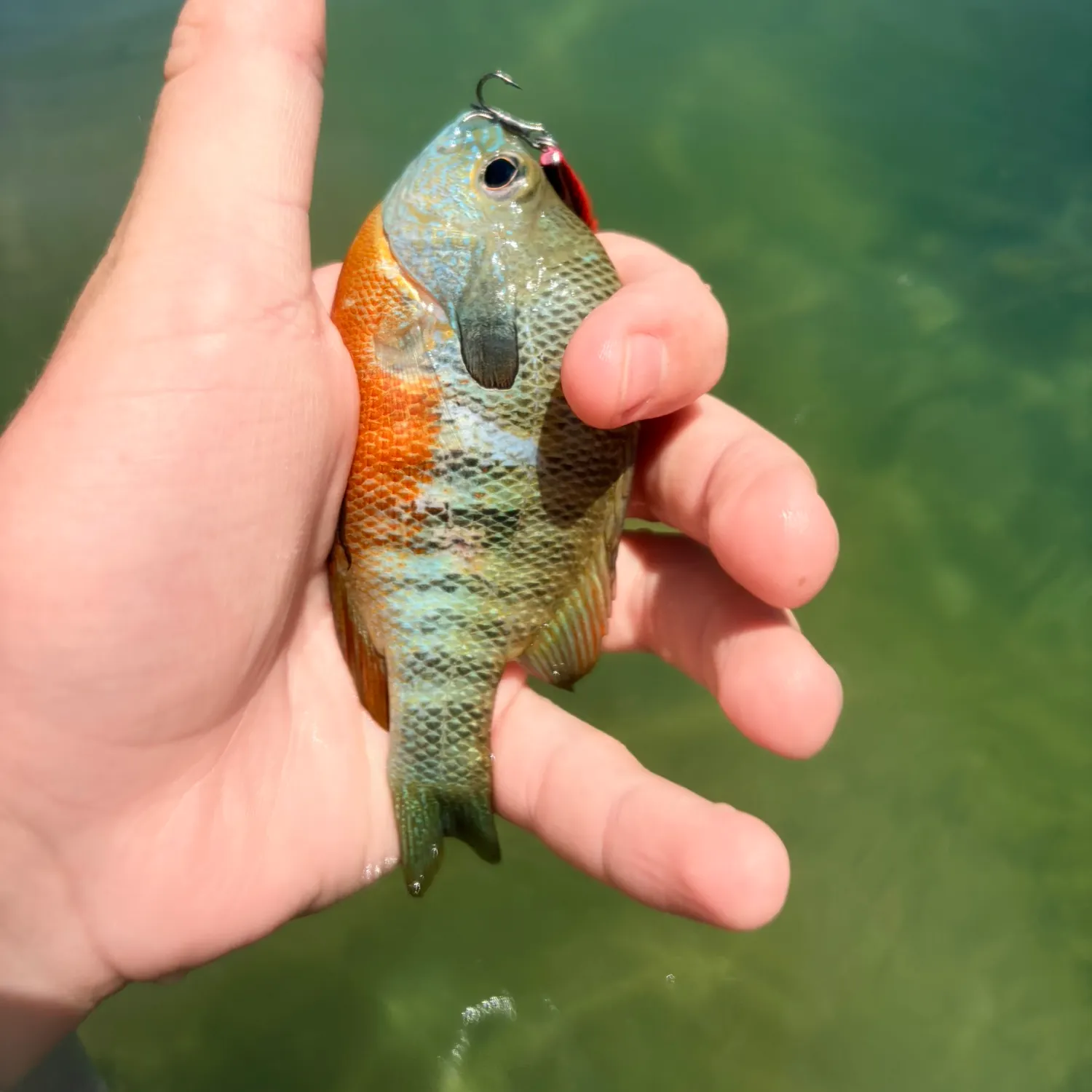 Bluegill caught on Fishbrain