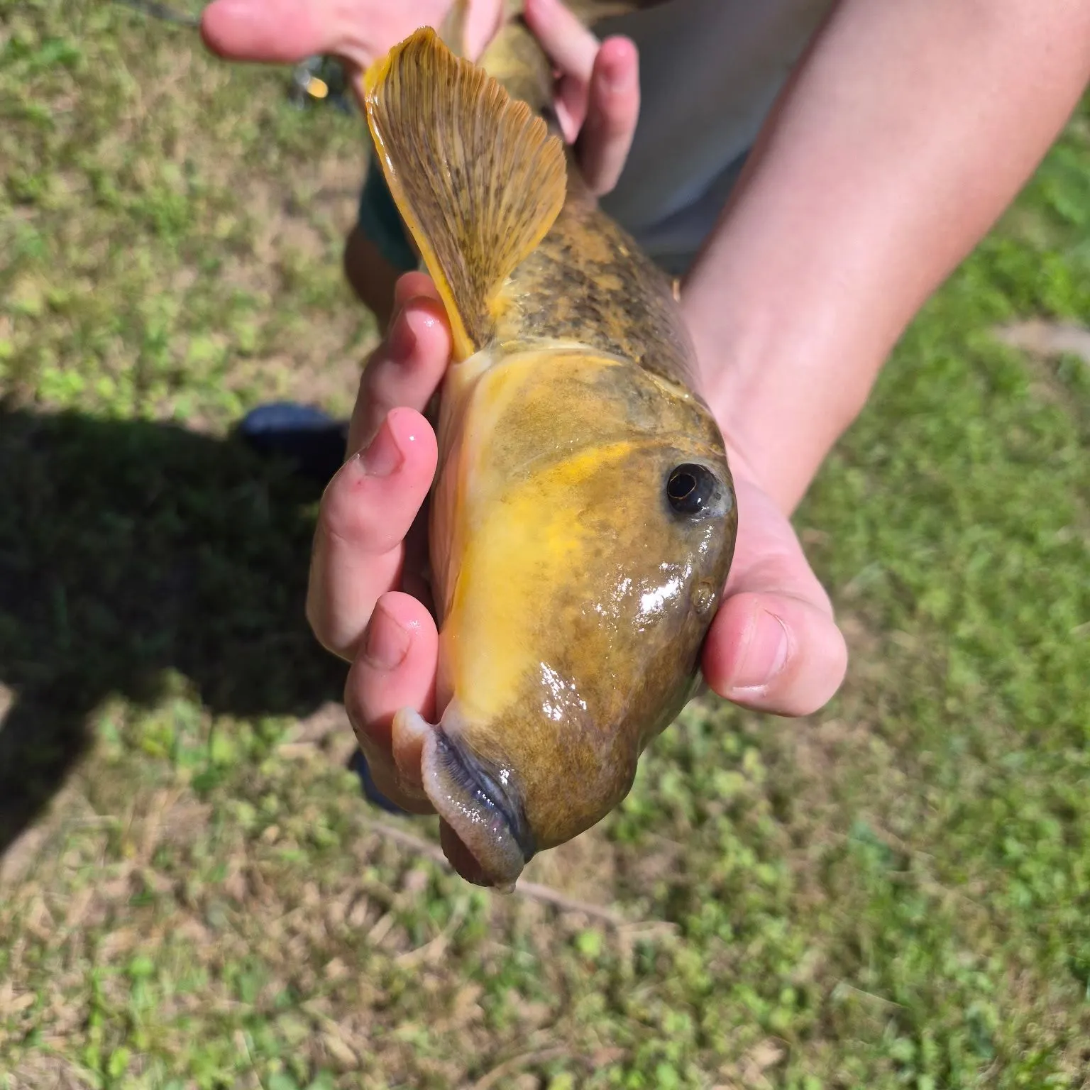 The most recent Northern hogsucker catches on Fishbrain