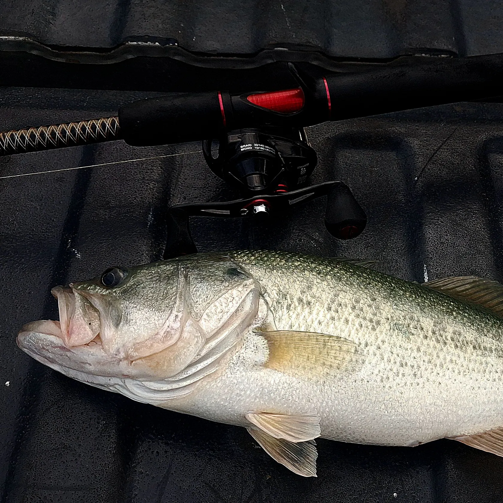 Largemouth bass caught on Fishbrain