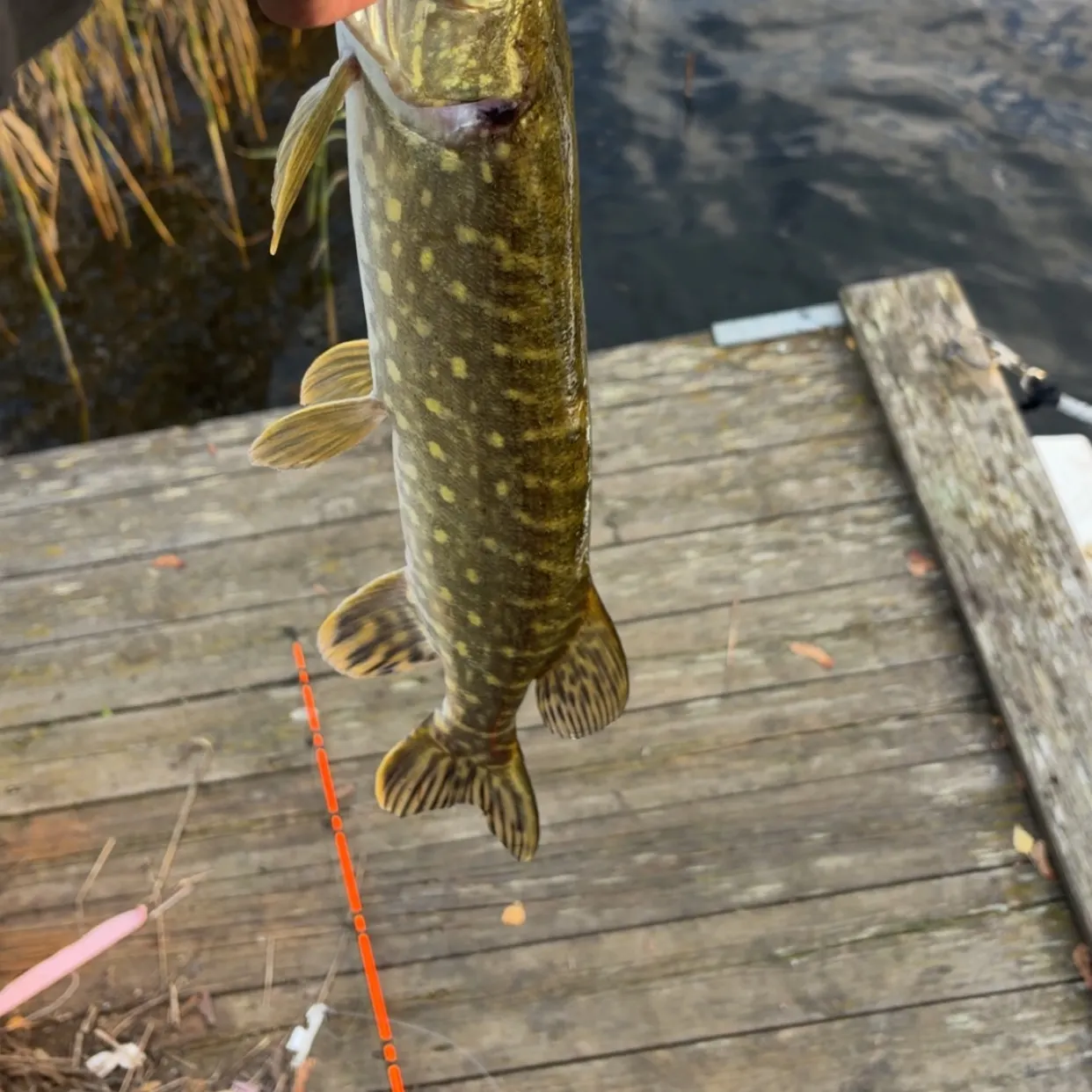 Northern pike caught on Fishbrain
