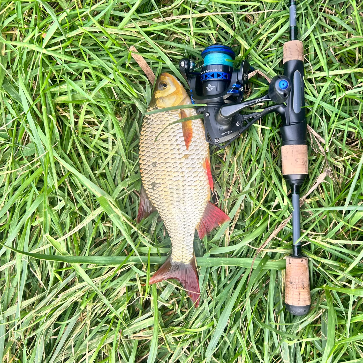 Common rudd caught on Fishbrain
