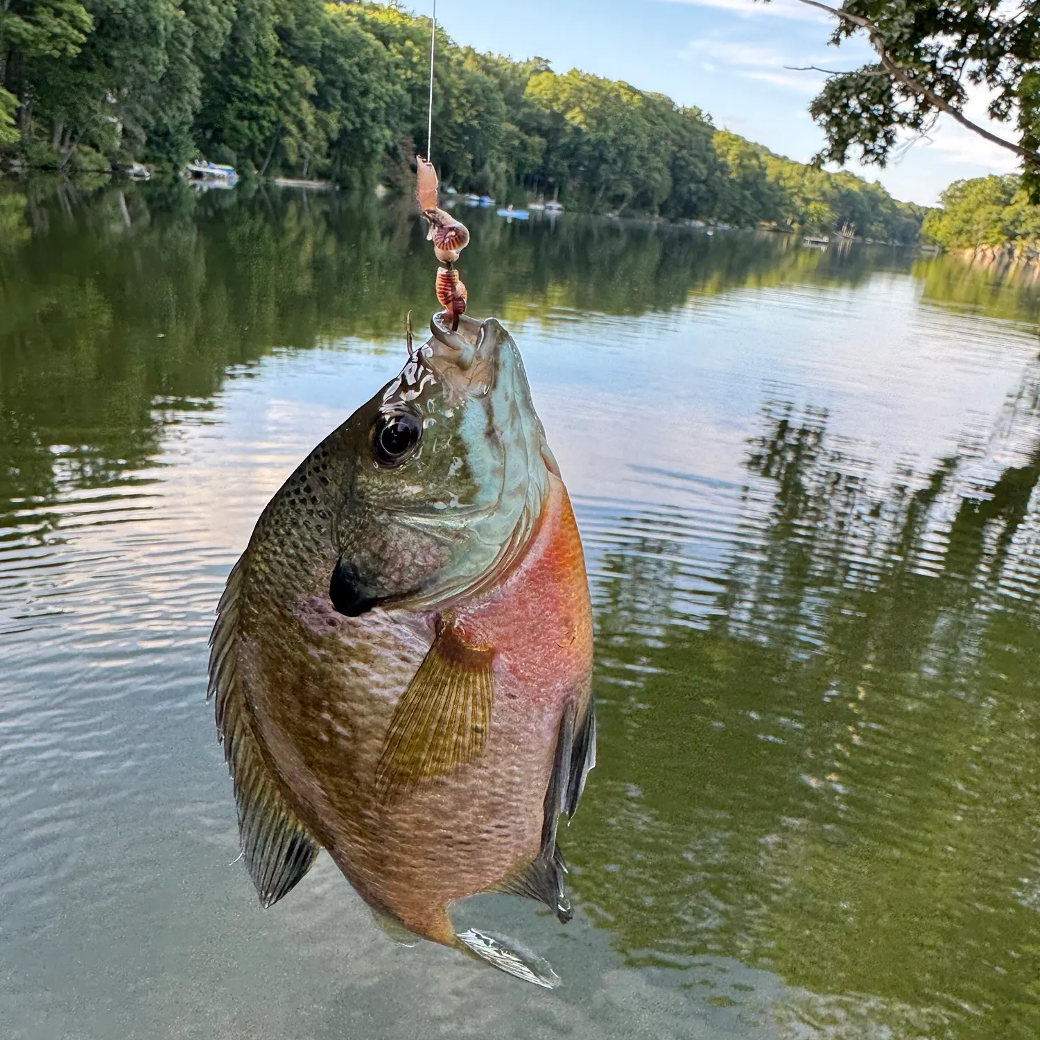 Bluegill caught on Fishbrain