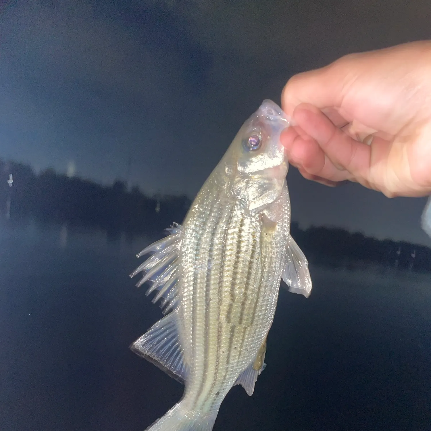 Striped bass caught on Fishbrain