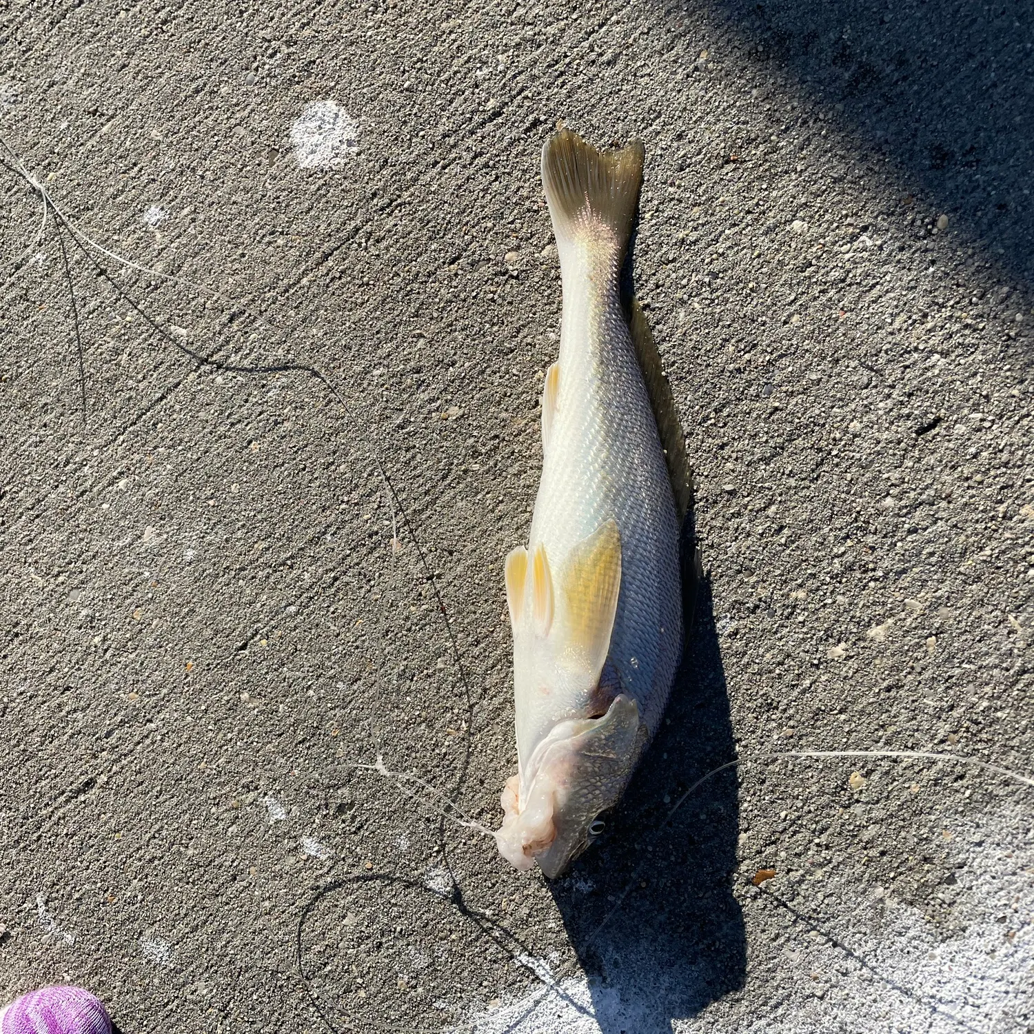 Fish caught on Fishbrain