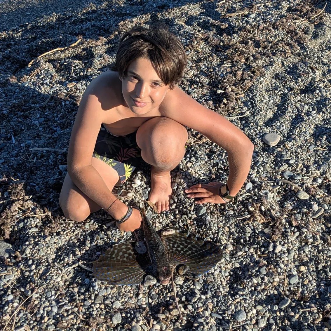 The most recent Flying gurnard catches on Fishbrain