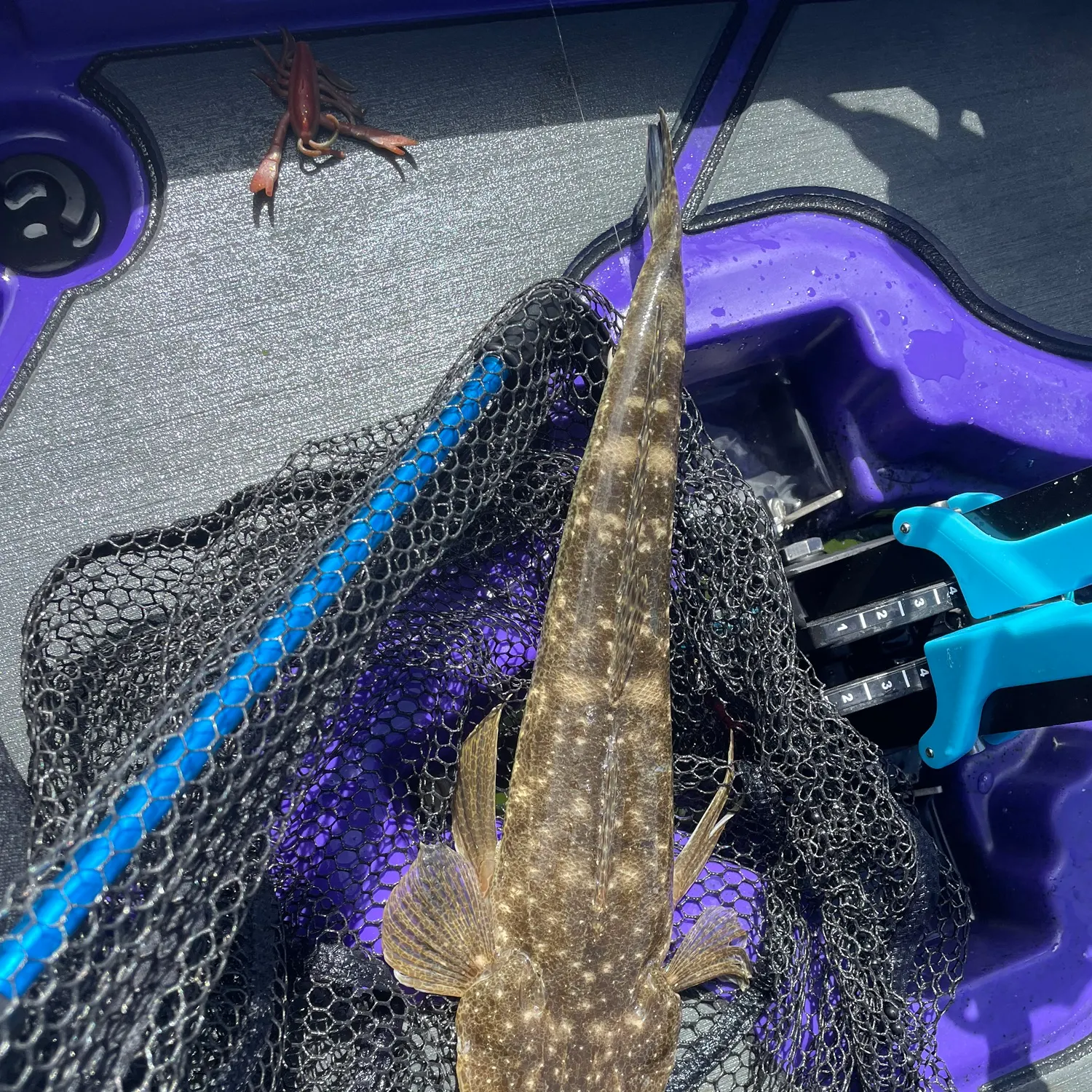 The most recent Dusky flathead catches on Fishbrain