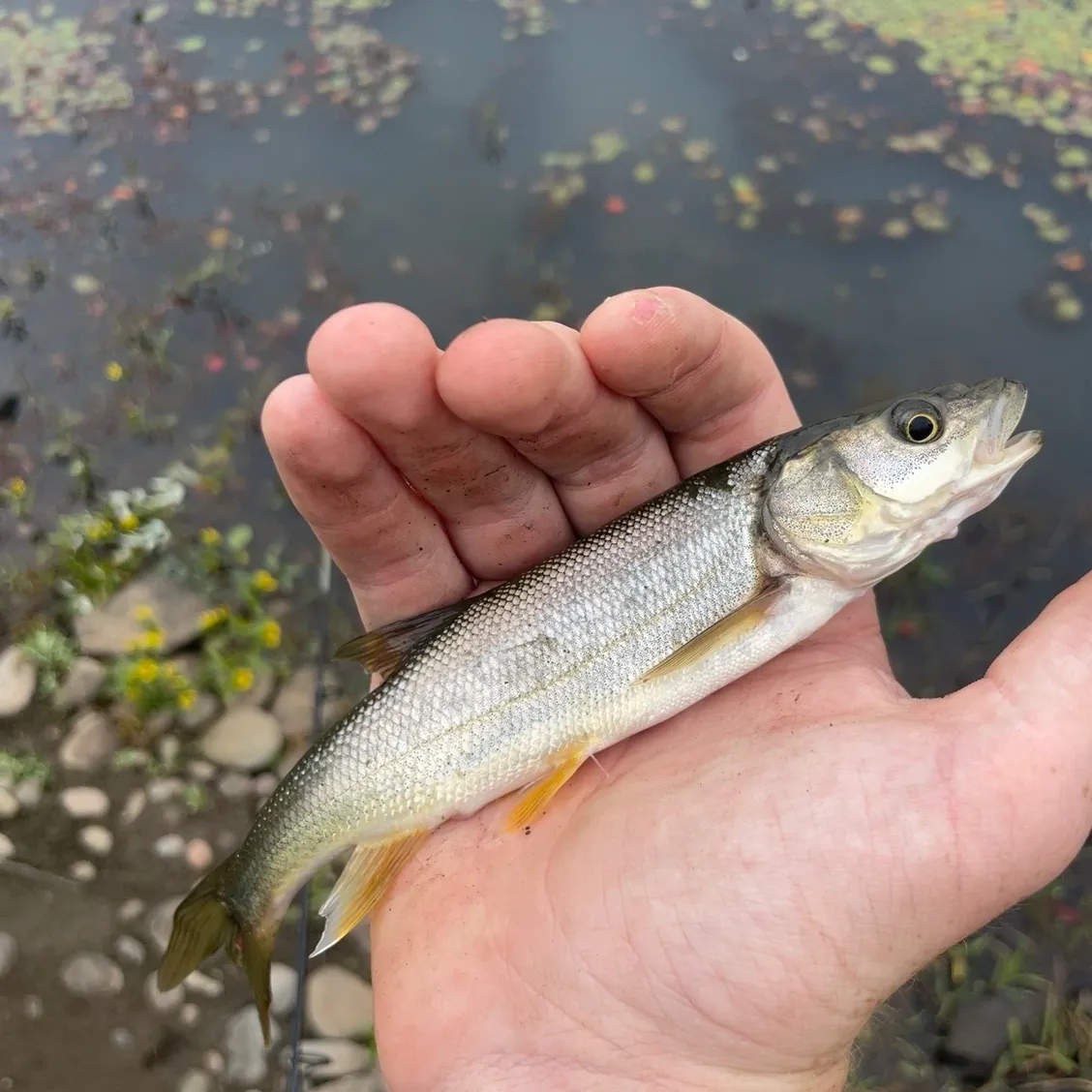 Northern pikeminnow caught on Fishbrain