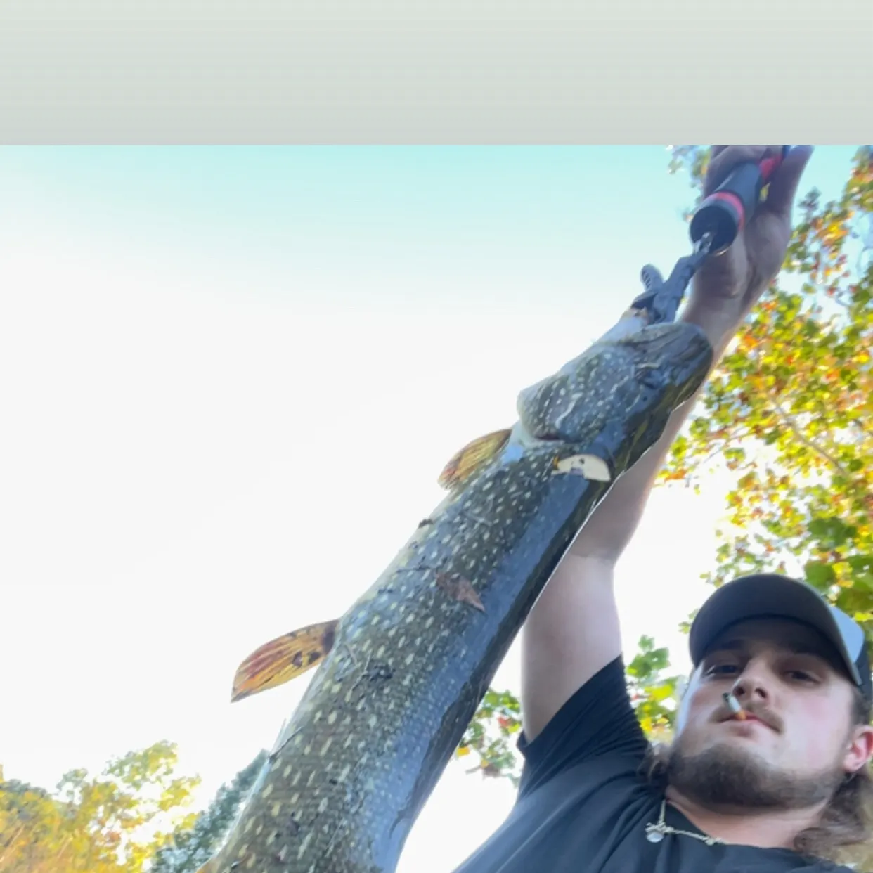 Northern pike caught on Fishbrain