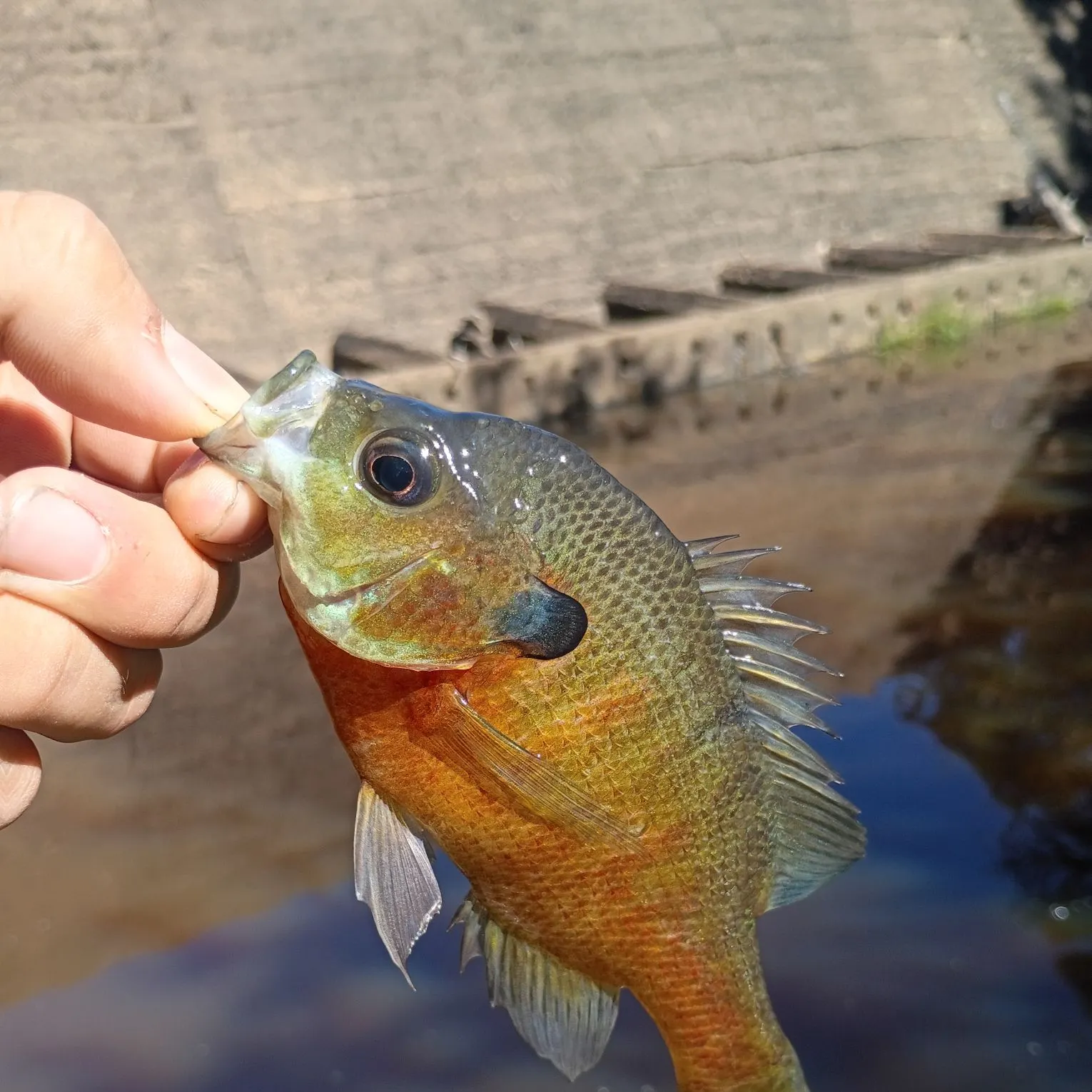 Redbreast sunfish caught on Fishbrain