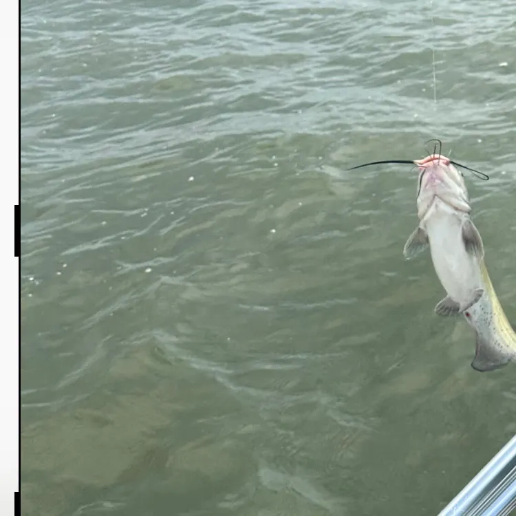 Channel catfish caught on Fishbrain