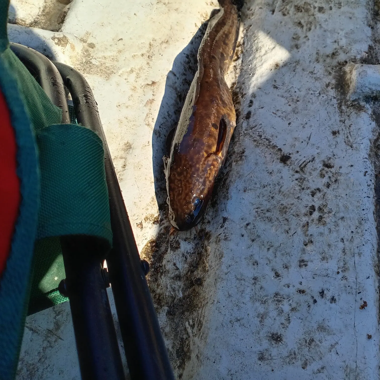 The most recent Burbot catches on Fishbrain