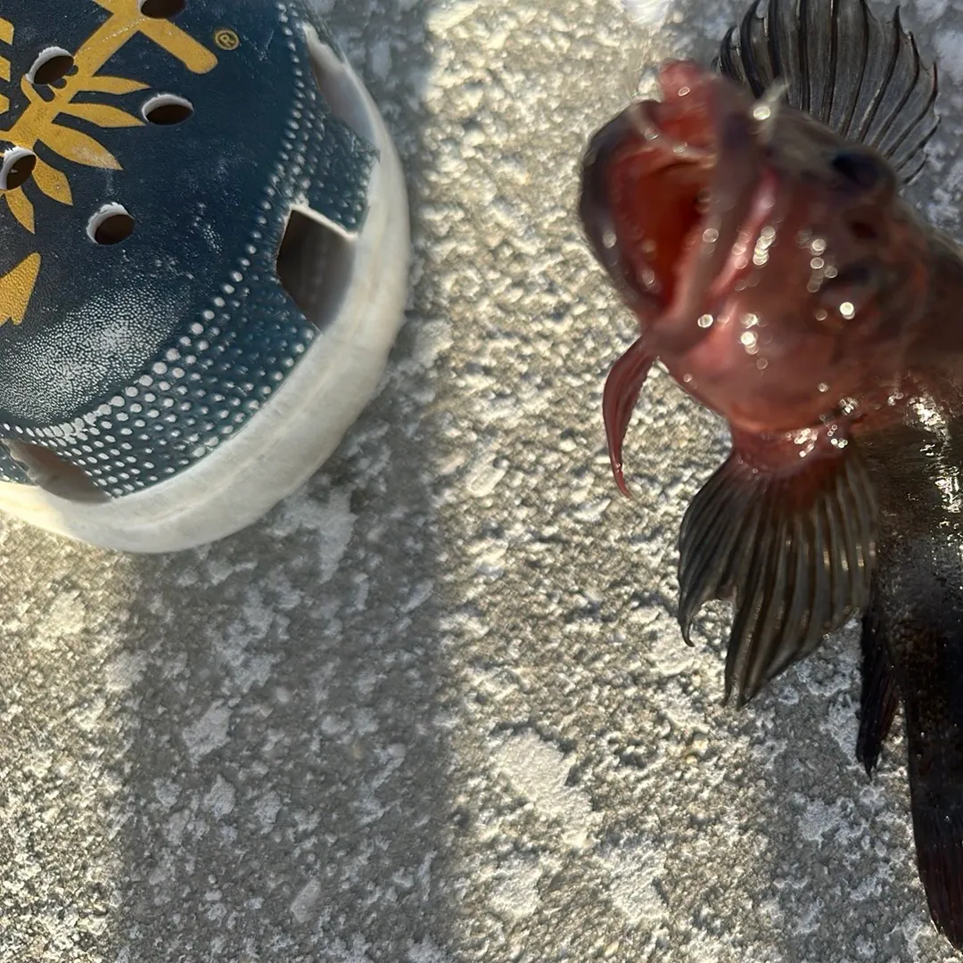 The most recent Hairy blenny catches on Fishbrain