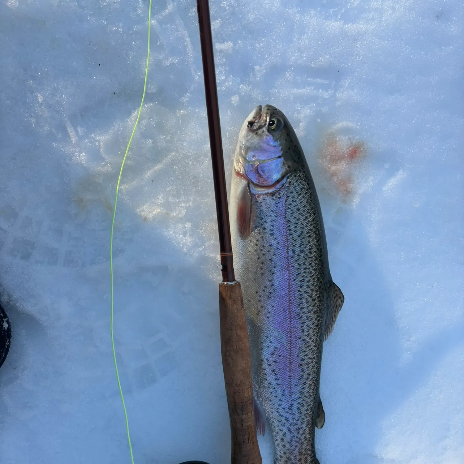 The most recent Rainbow trout catches on Fishbrain