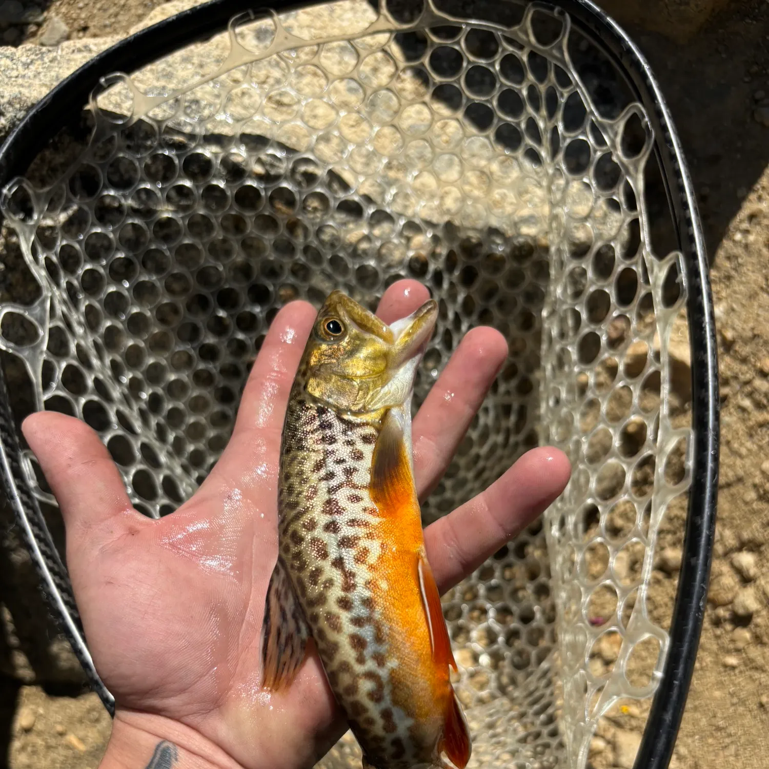 The most recent Tiger trout catches on Fishbrain