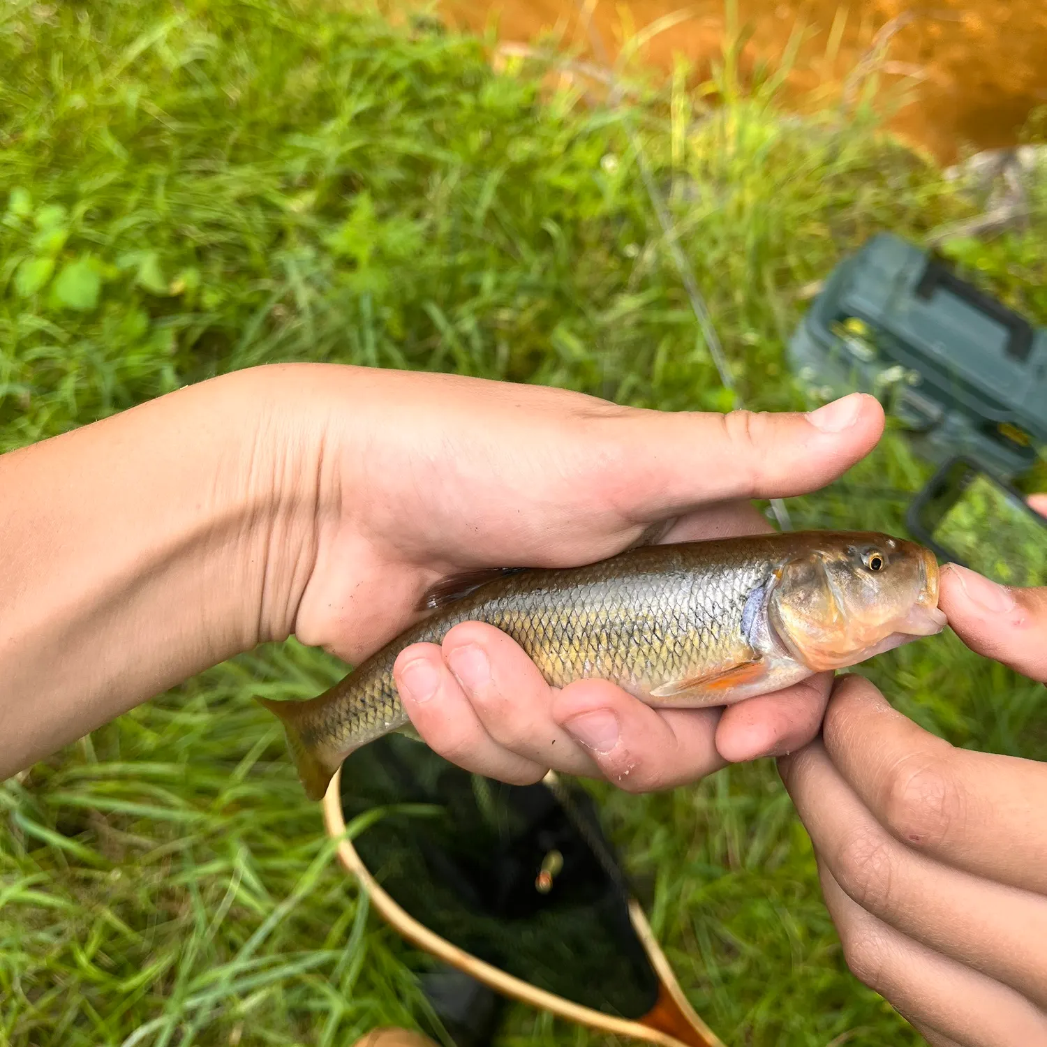Fallfish caught on Fishbrain