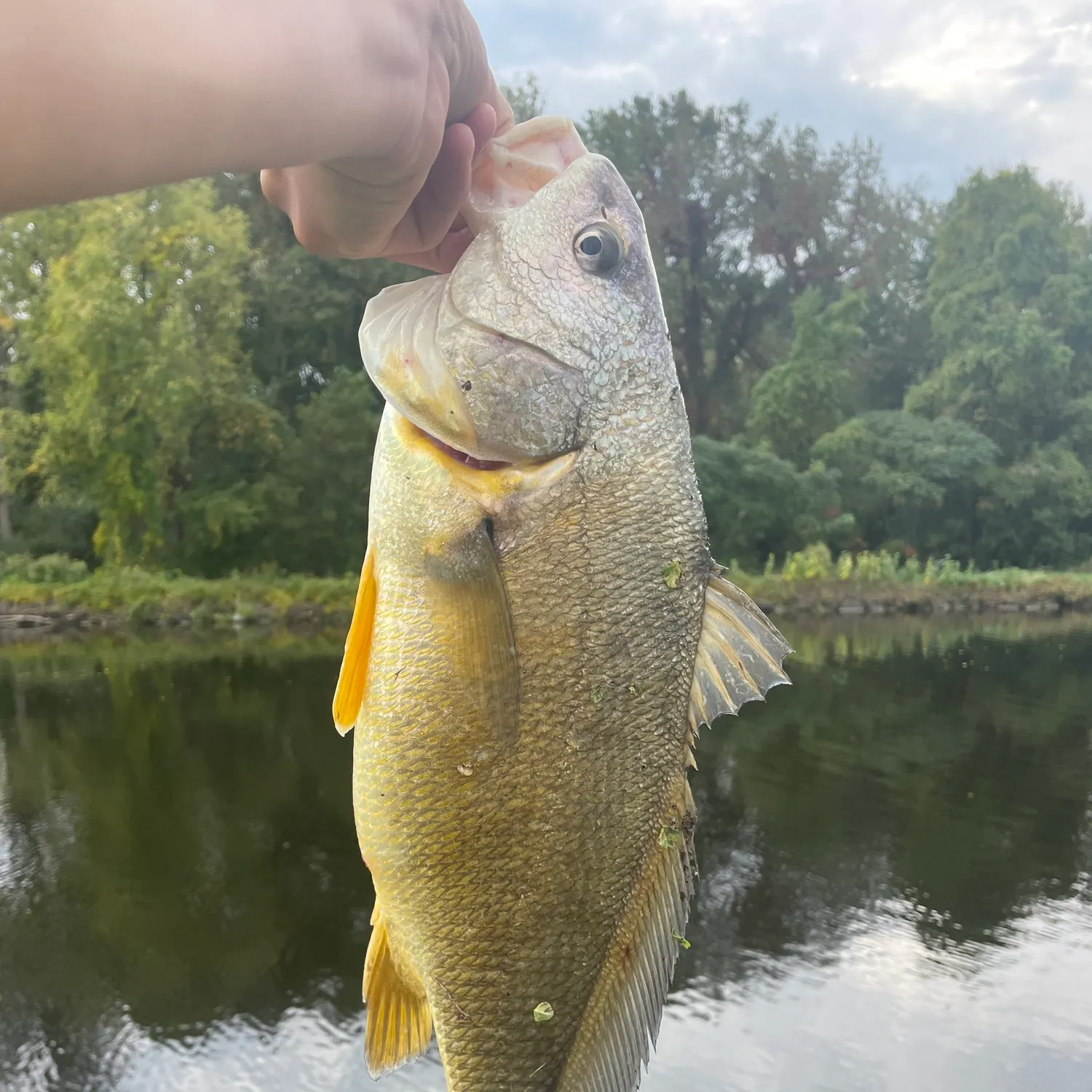 Freshwater drum caught on Fishbrain