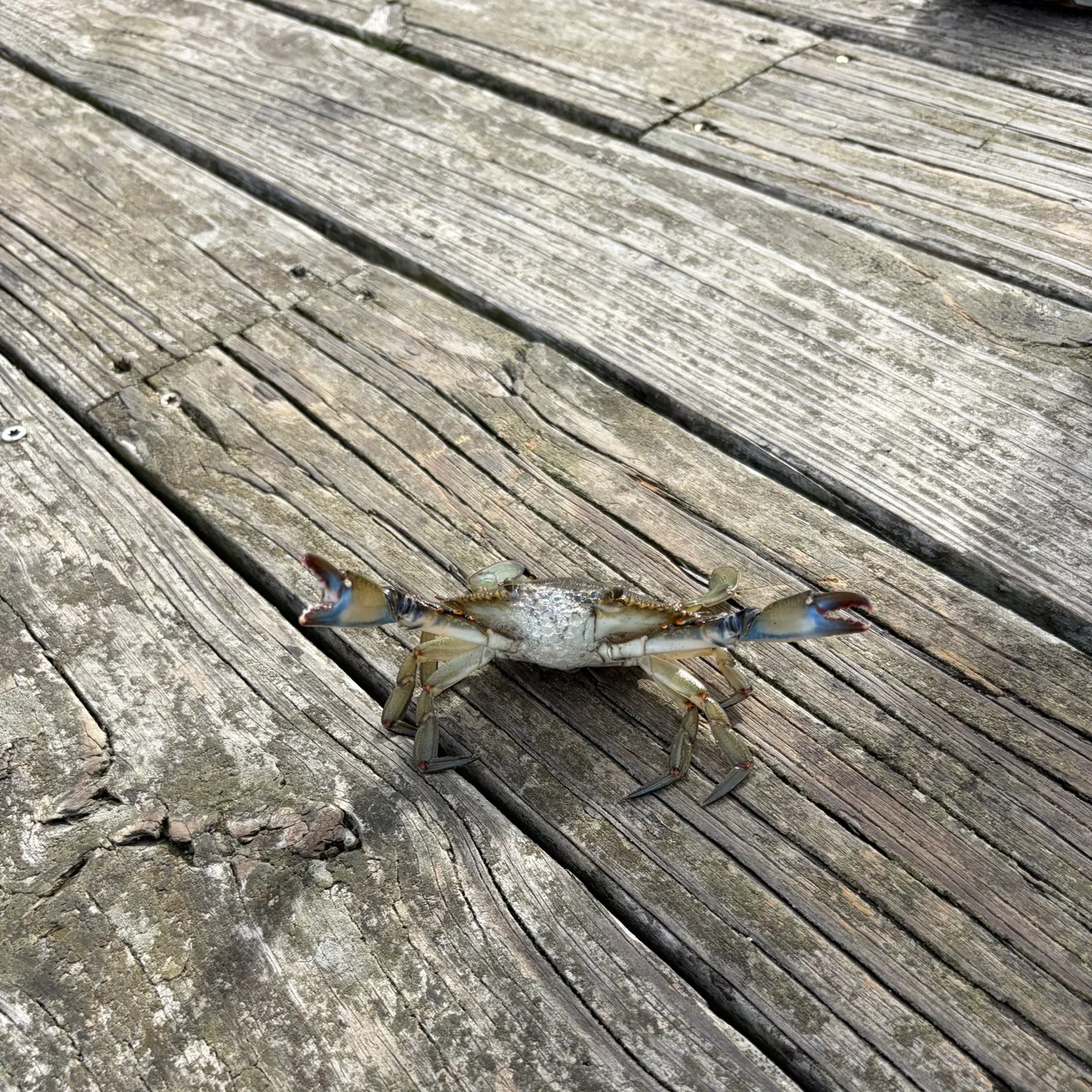 The most recent Blue swimmer crab catches on Fishbrain