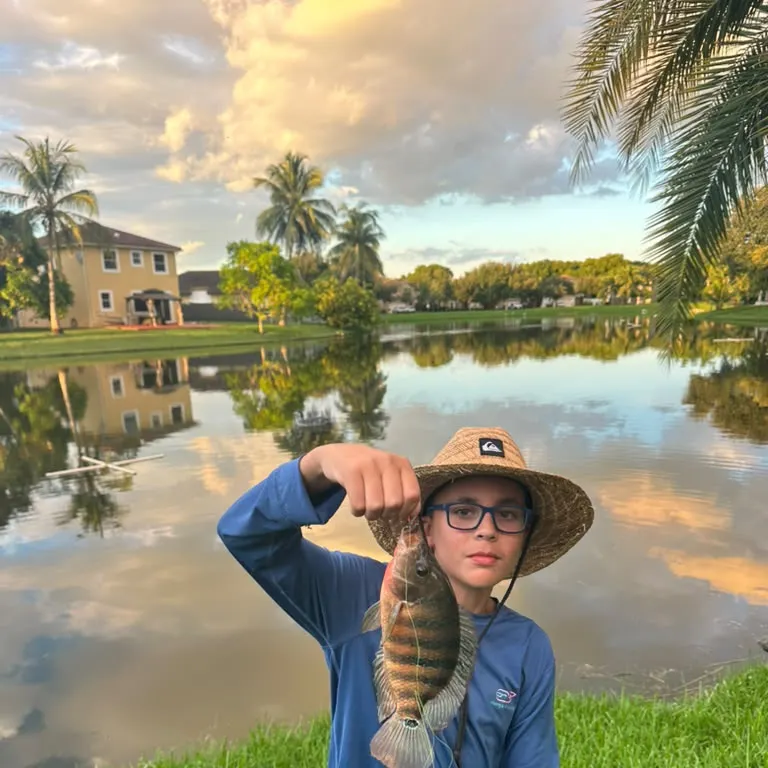 Mayan cichlid caught on Fishbrain