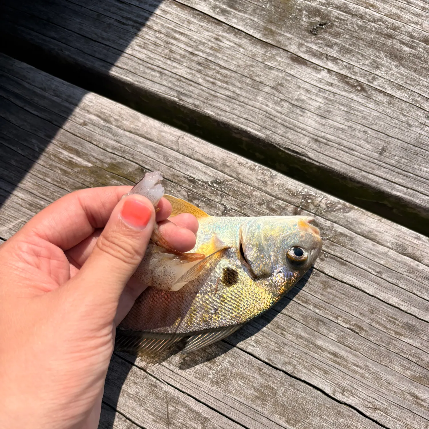Spot croaker caught on Fishbrain