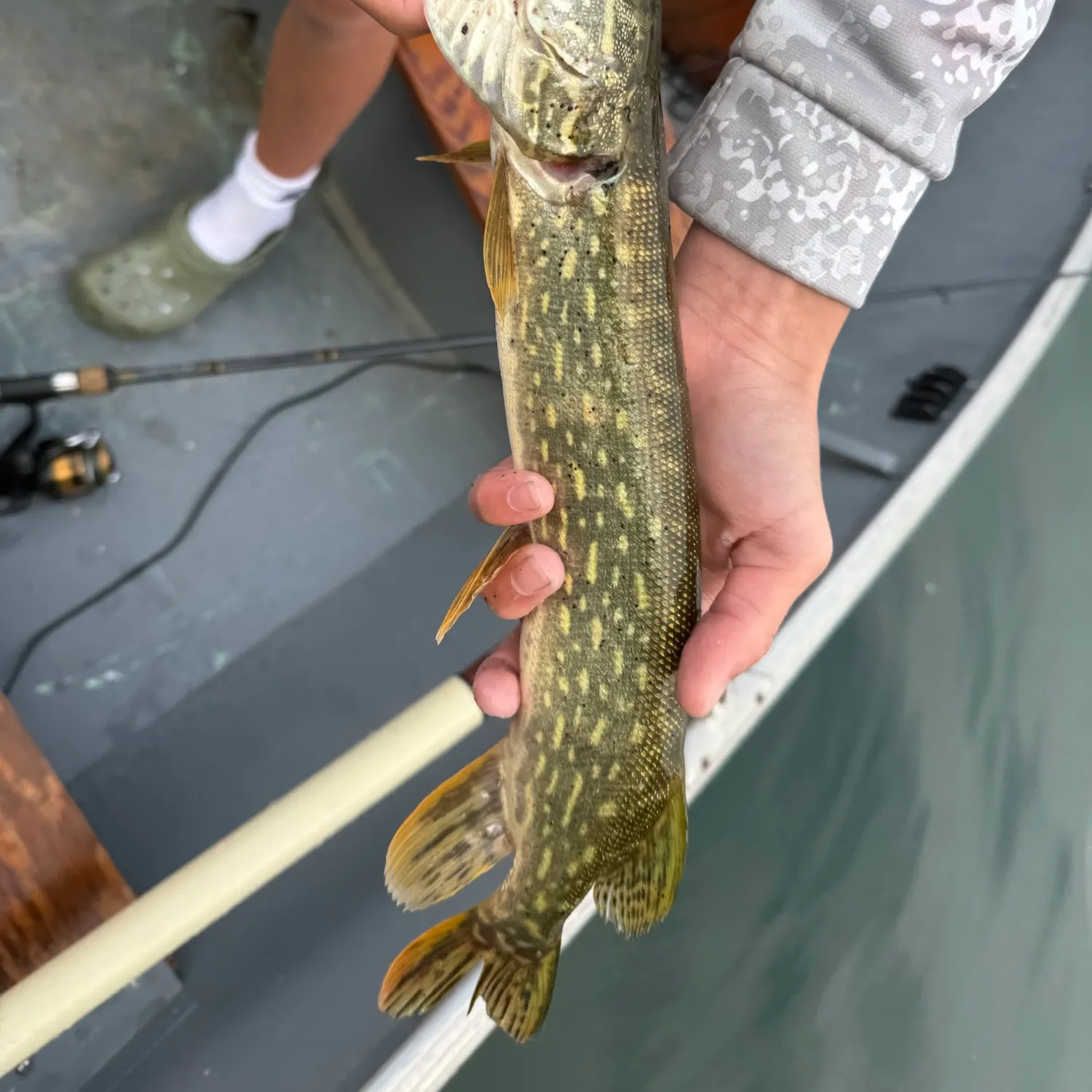 Northern pike caught on Fishbrain
