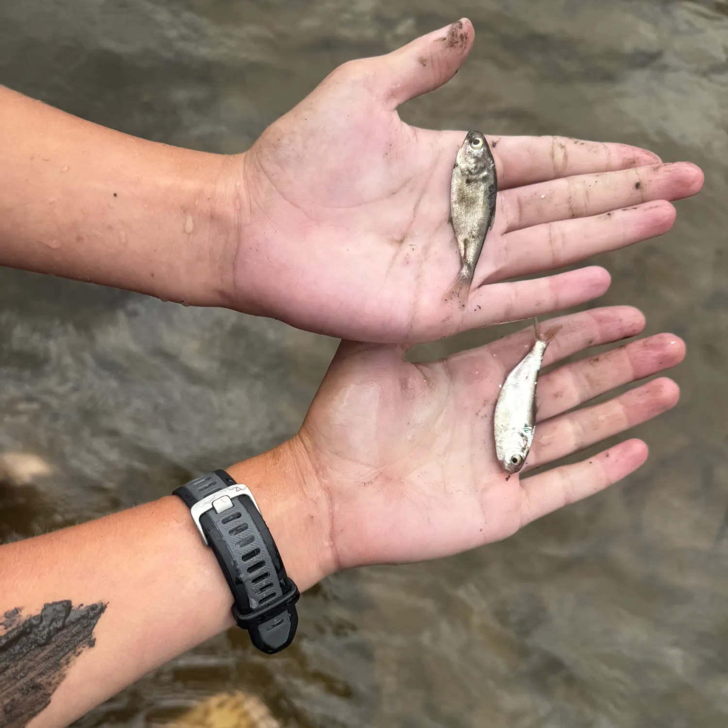 The most recent Brook silverside catches on Fishbrain
