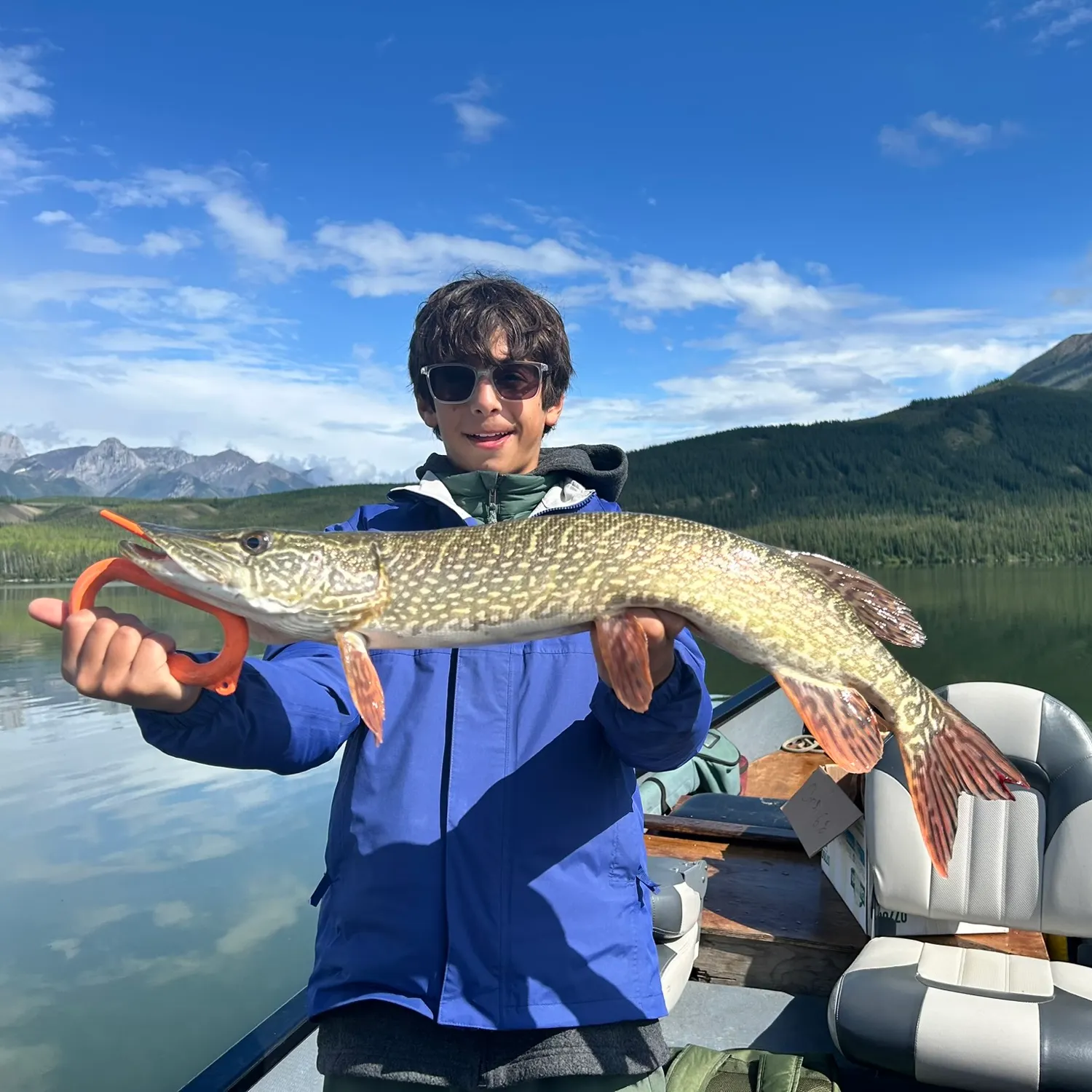 Northern pike caught on Fishbrain