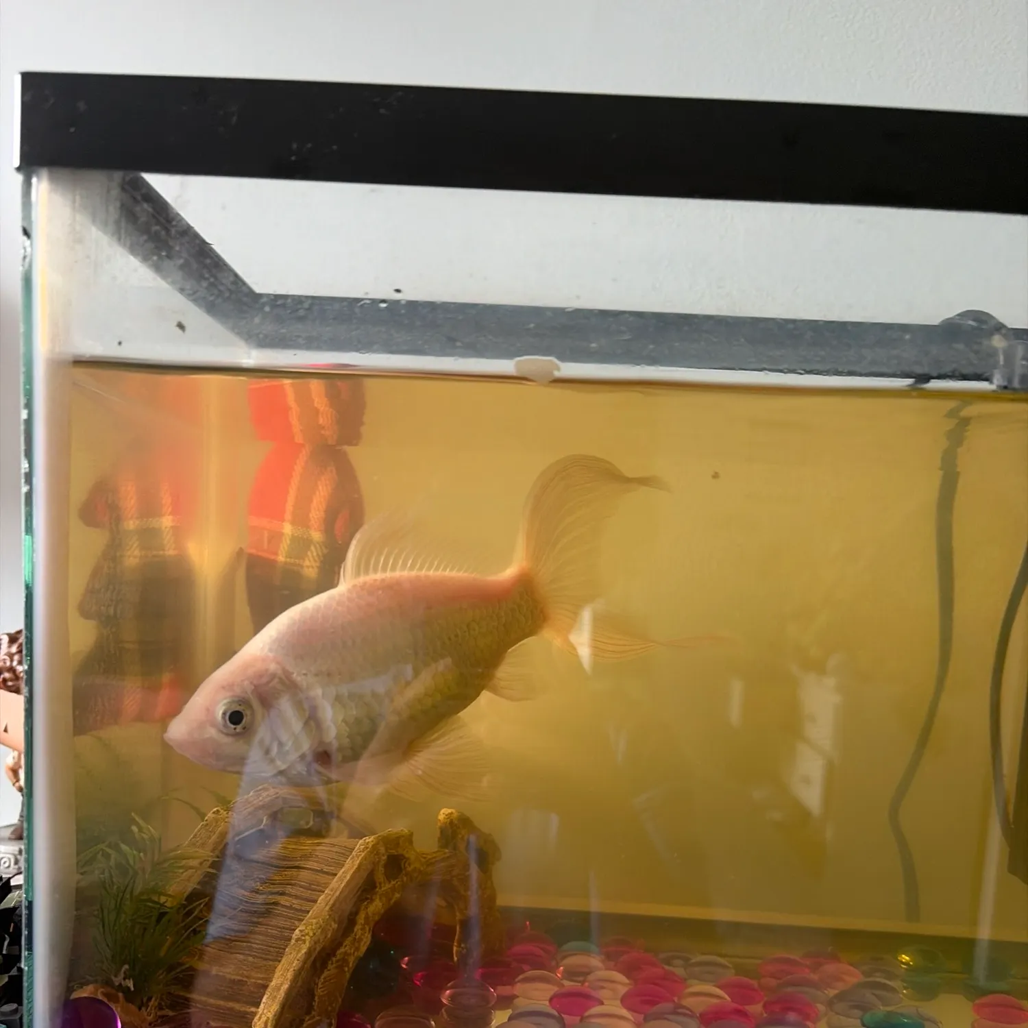 The most recent Goldfish catches on Fishbrain