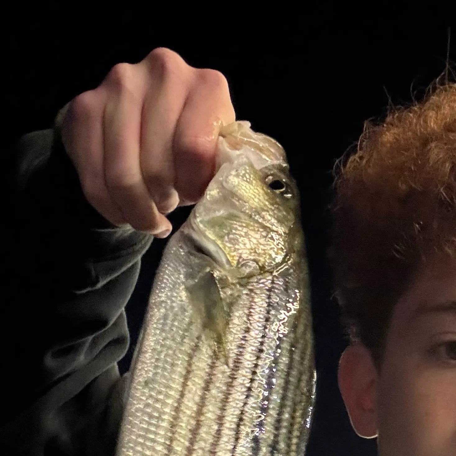 Striped bass caught on Fishbrain