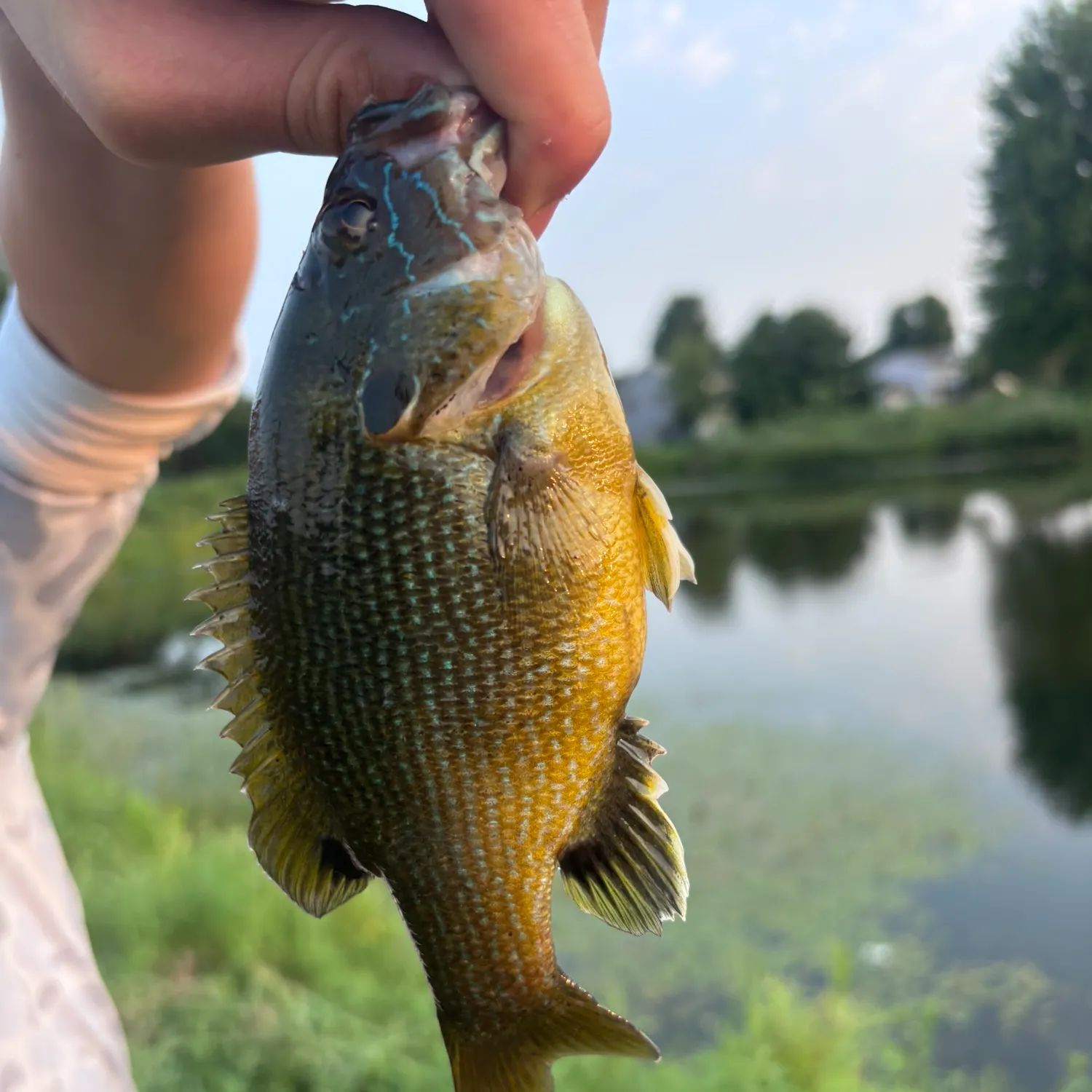 Green sunfish caught on Fishbrain