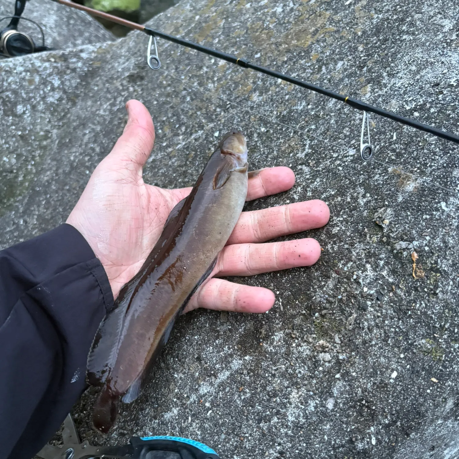 The most recent Three-bearded rockling catches on Fishbrain
