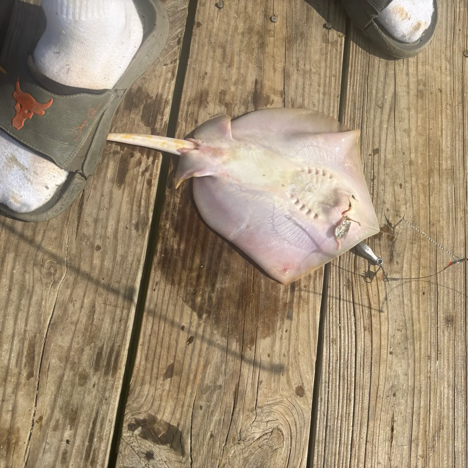 The most recent Blue skate catches on Fishbrain