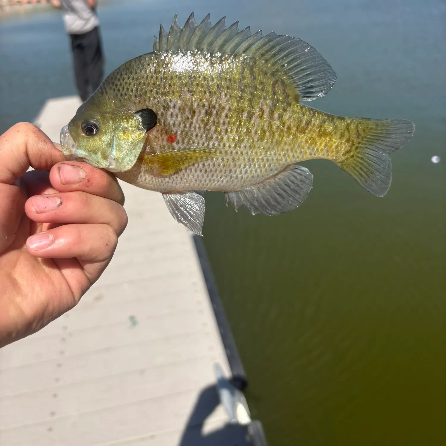 Bluegill caught on Fishbrain