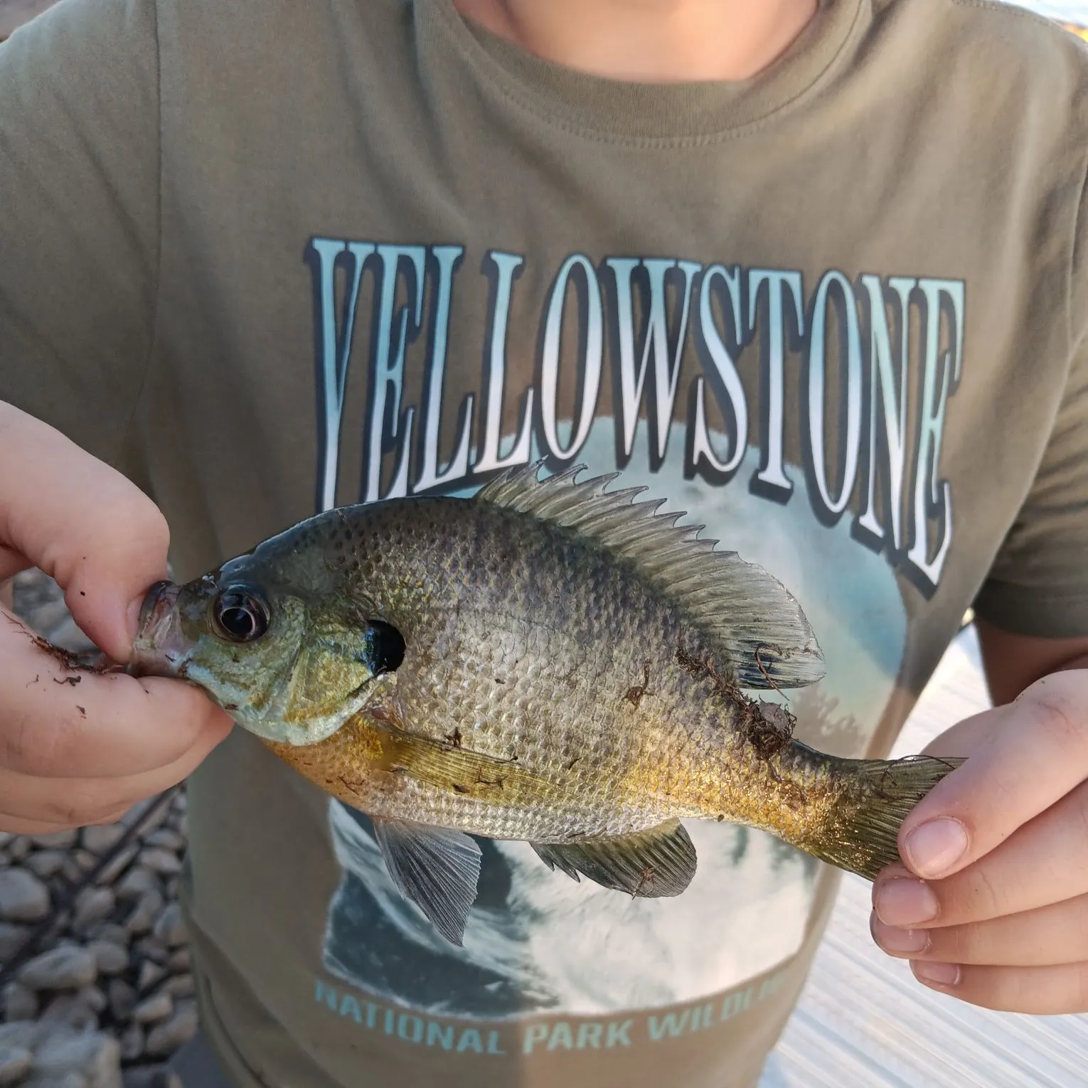 Green sunfish caught on Fishbrain