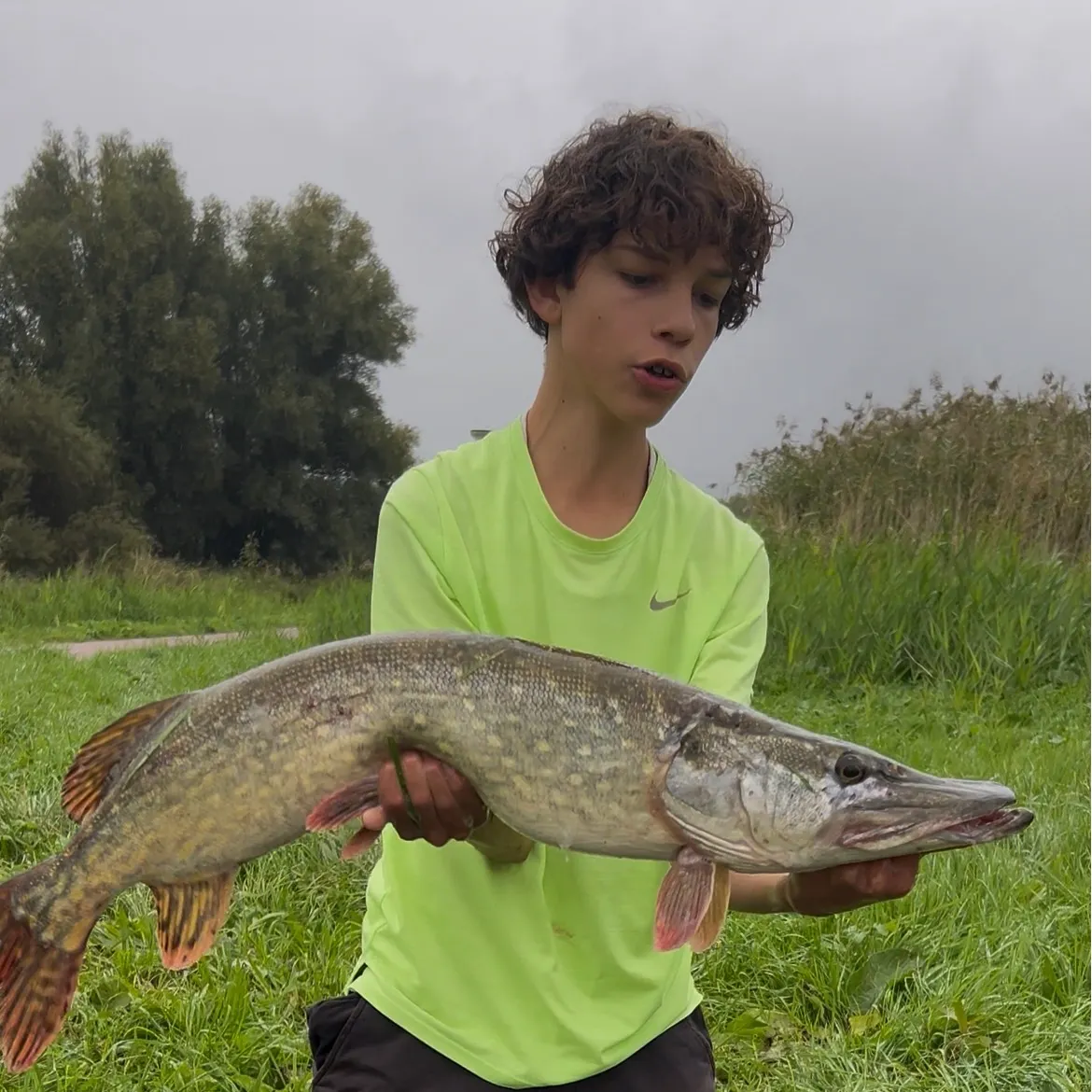 Northern pike caught on Fishbrain