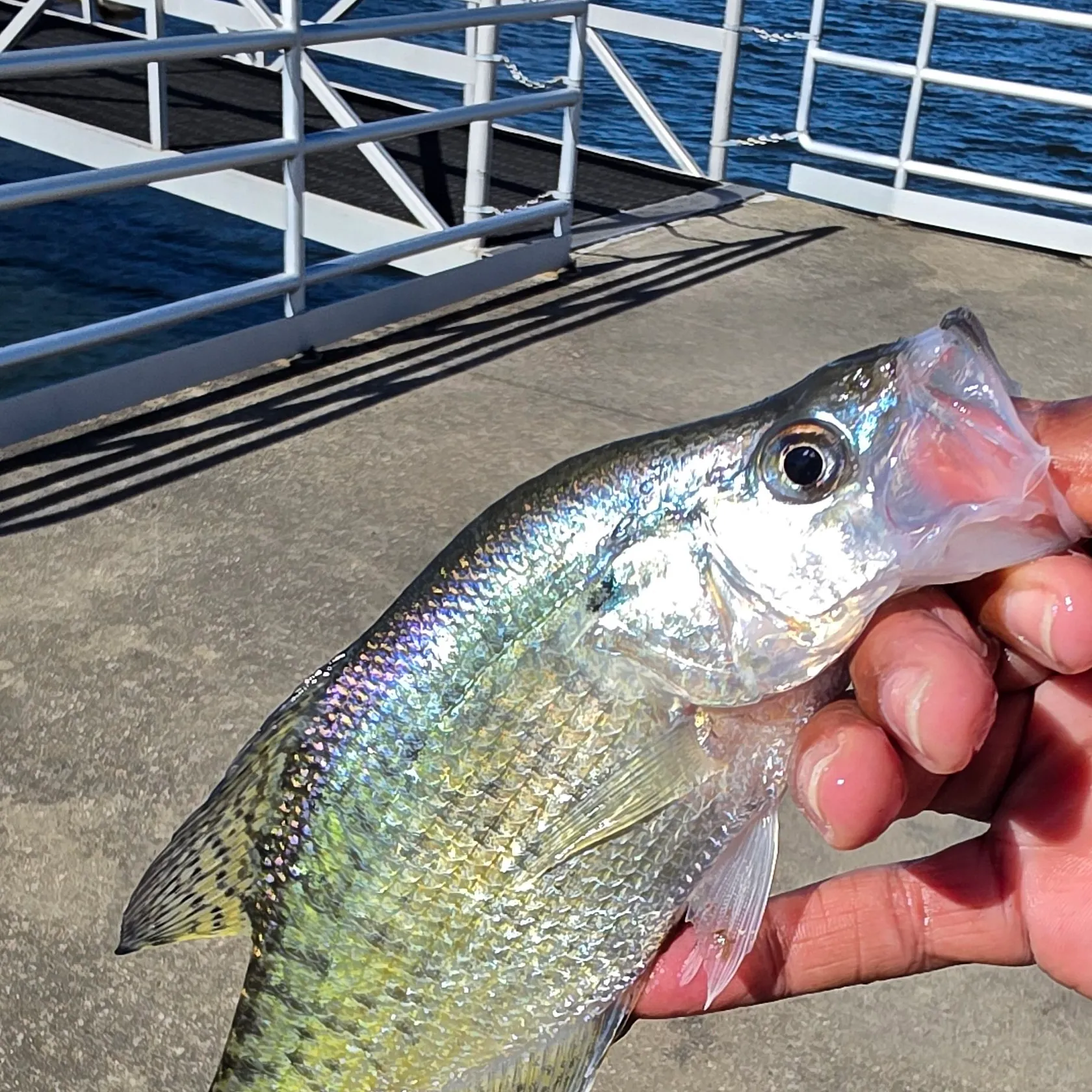White crappie caught on Fishbrain