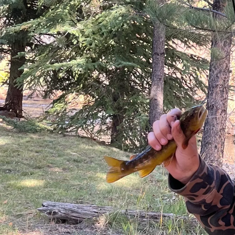 Brown trout caught on Fishbrain